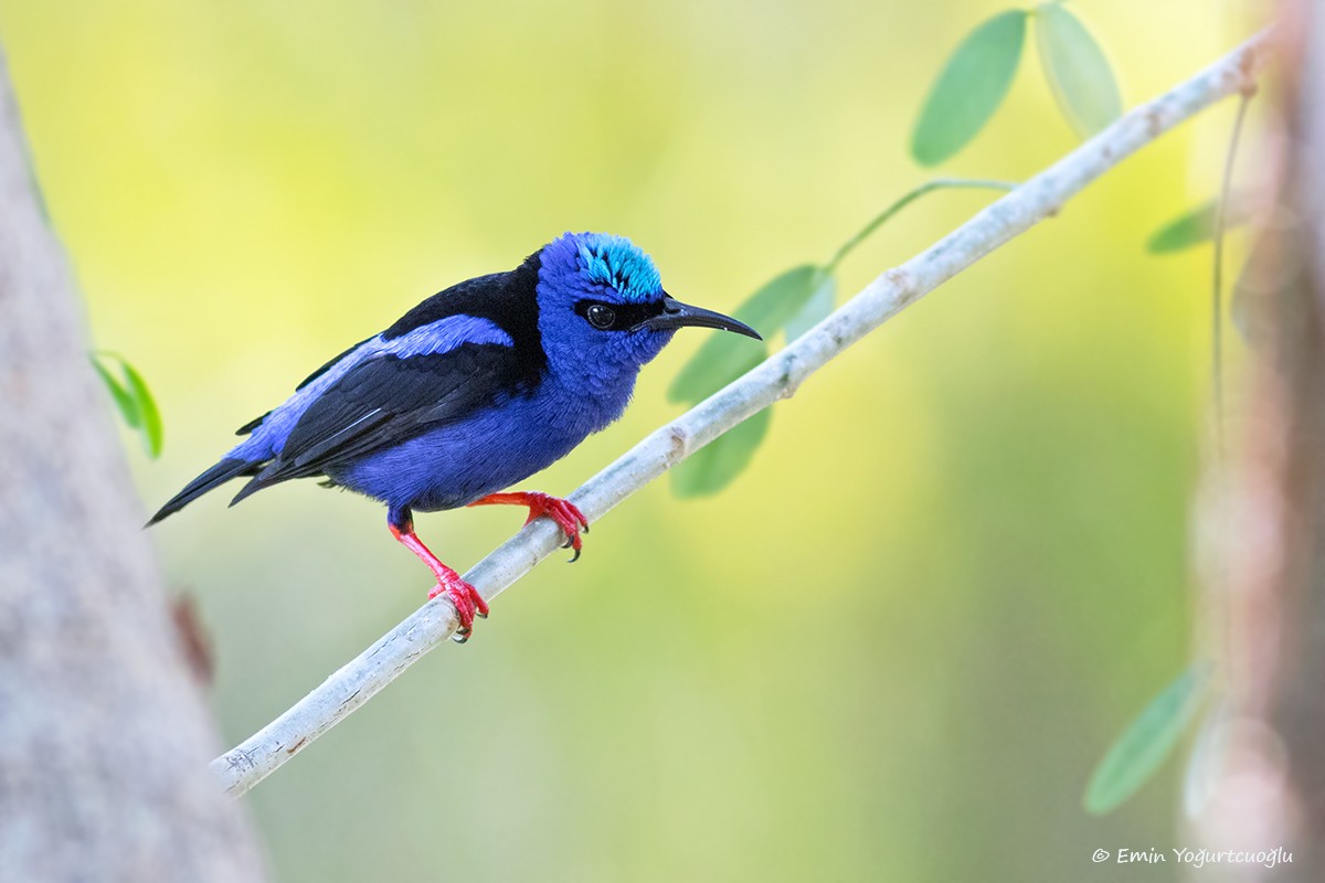 Red-legged Honeycreeper