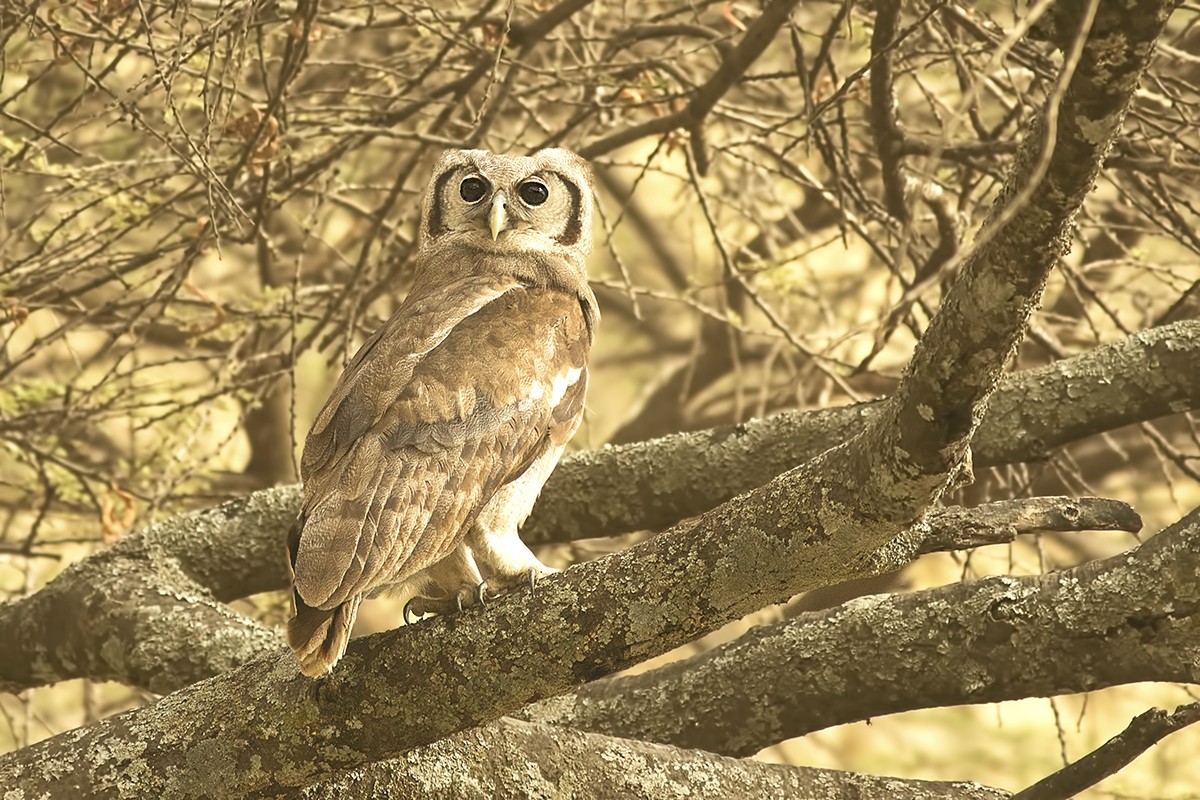 Verreaux's Eagle-owl