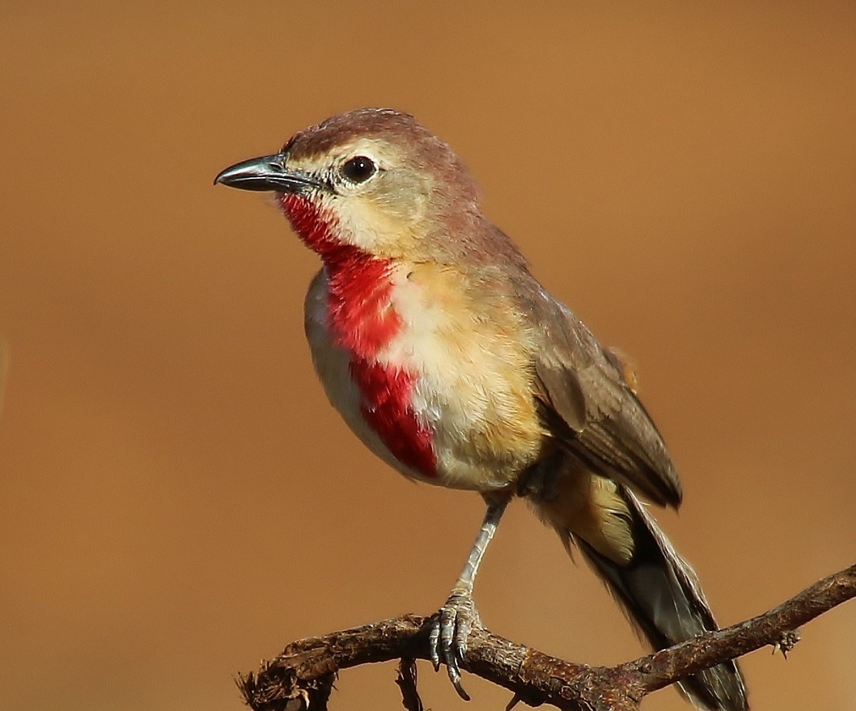Rosy-patched Shrike