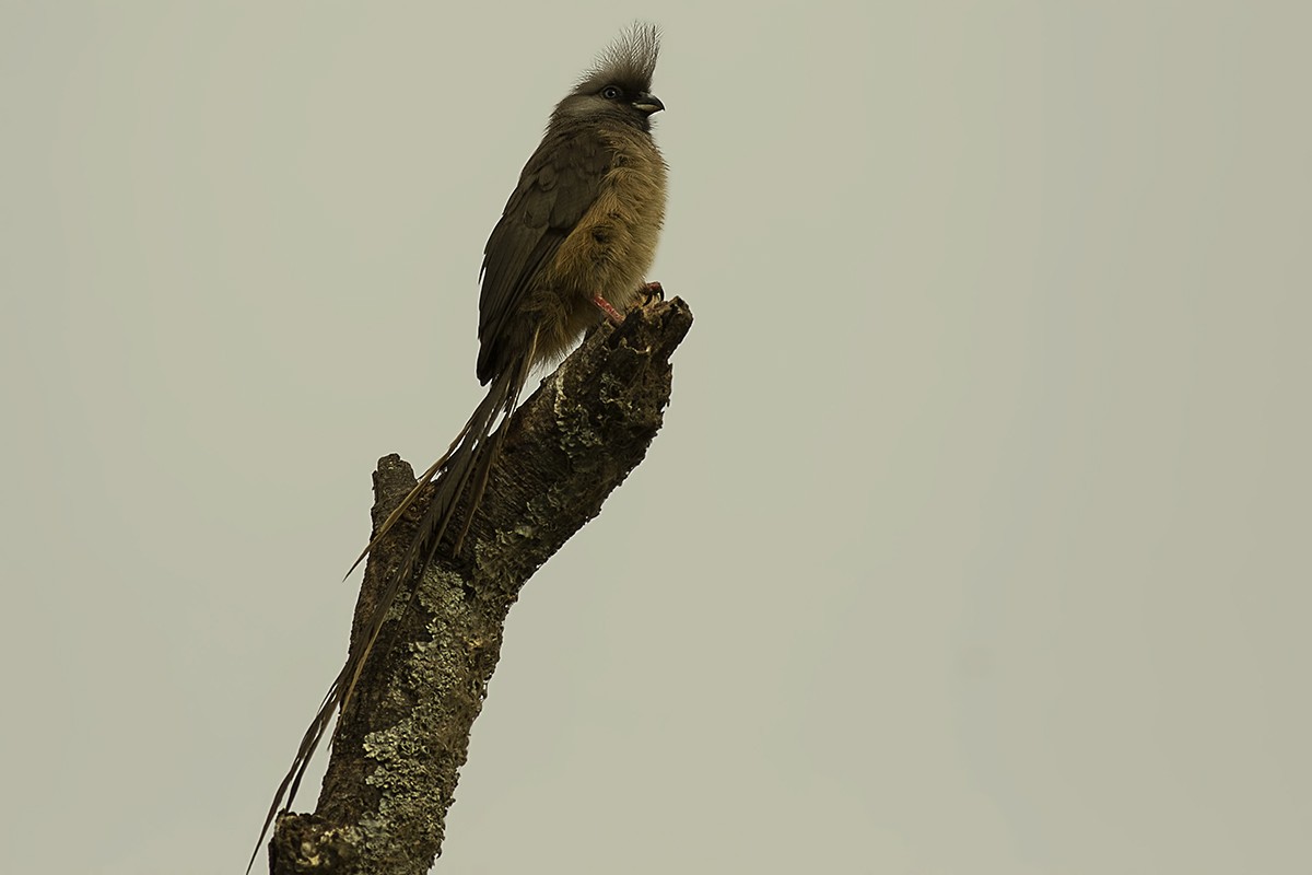 Speckled Mousebird