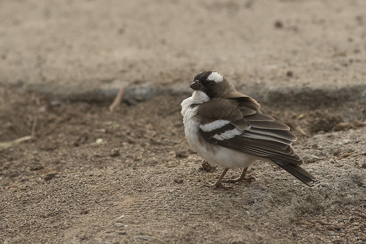 White-browed Sparrow-weaver