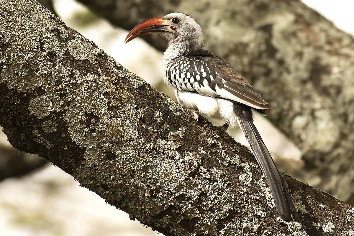 Red-billed Hornbill