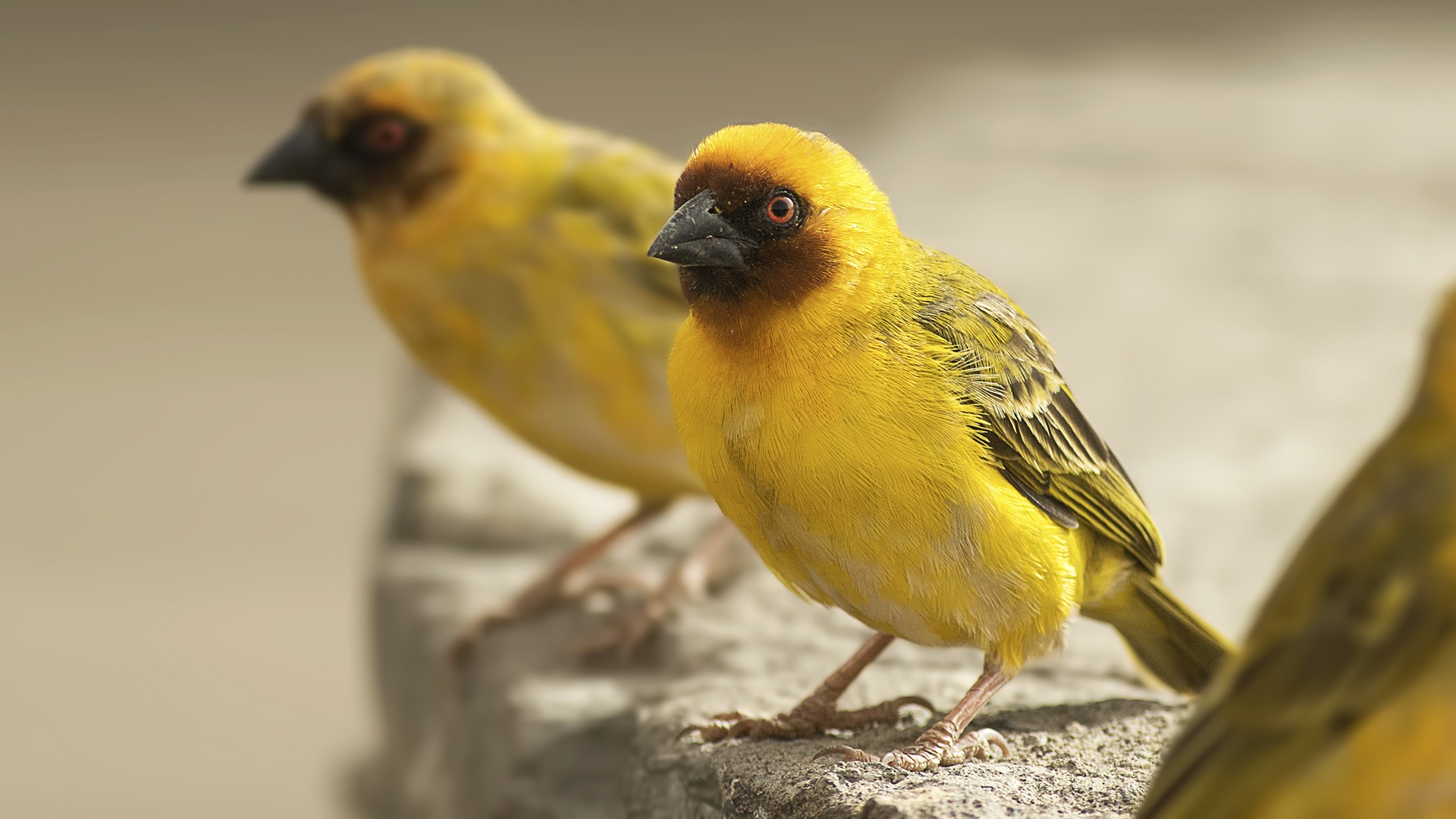 Rüppell's Weaver