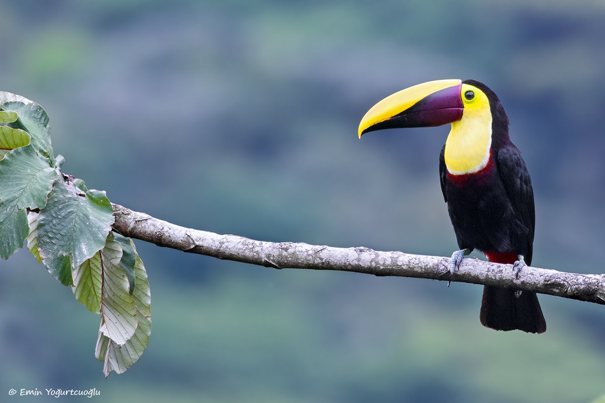 Yellow-throated Toucan