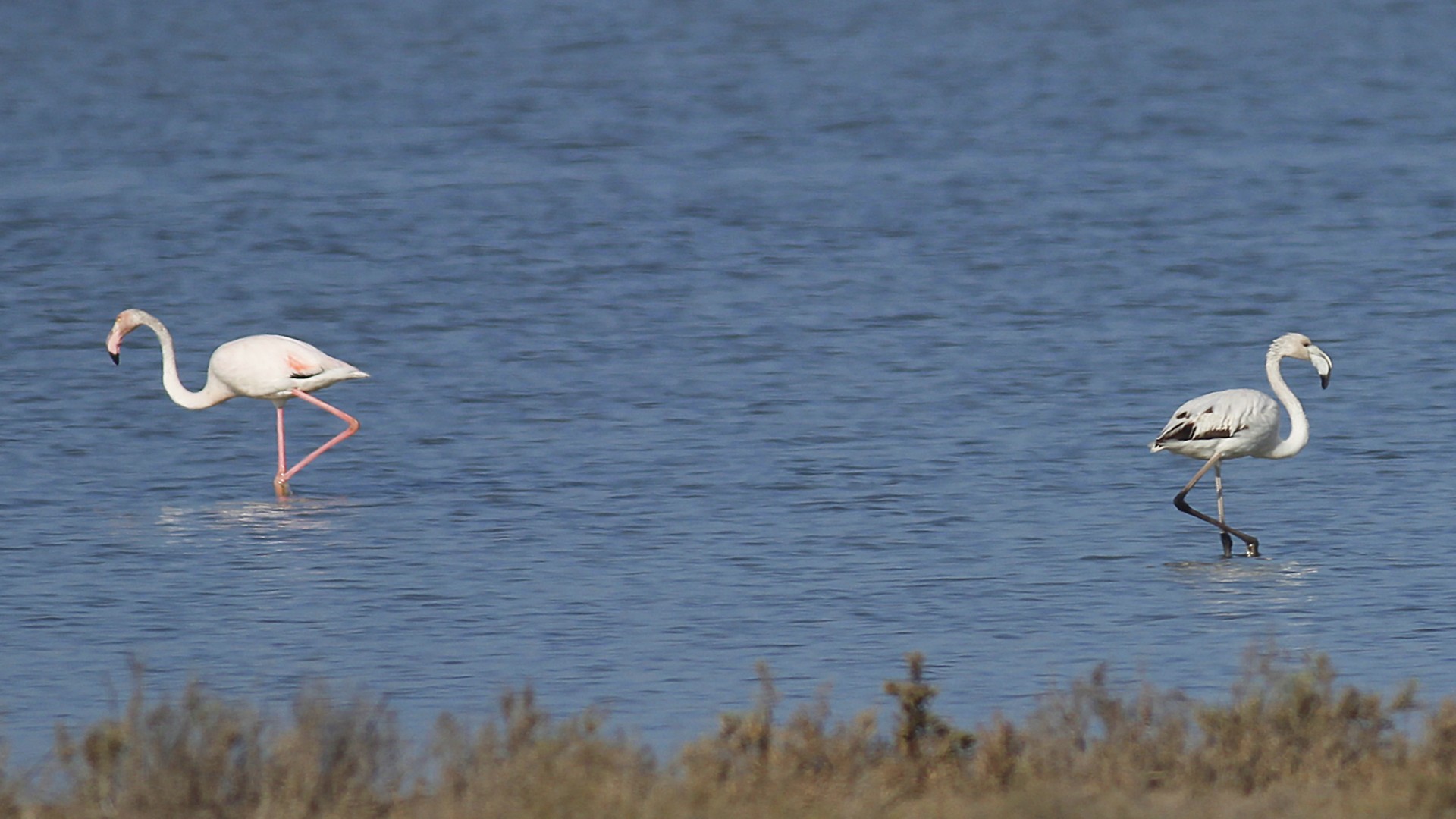 Flamingo