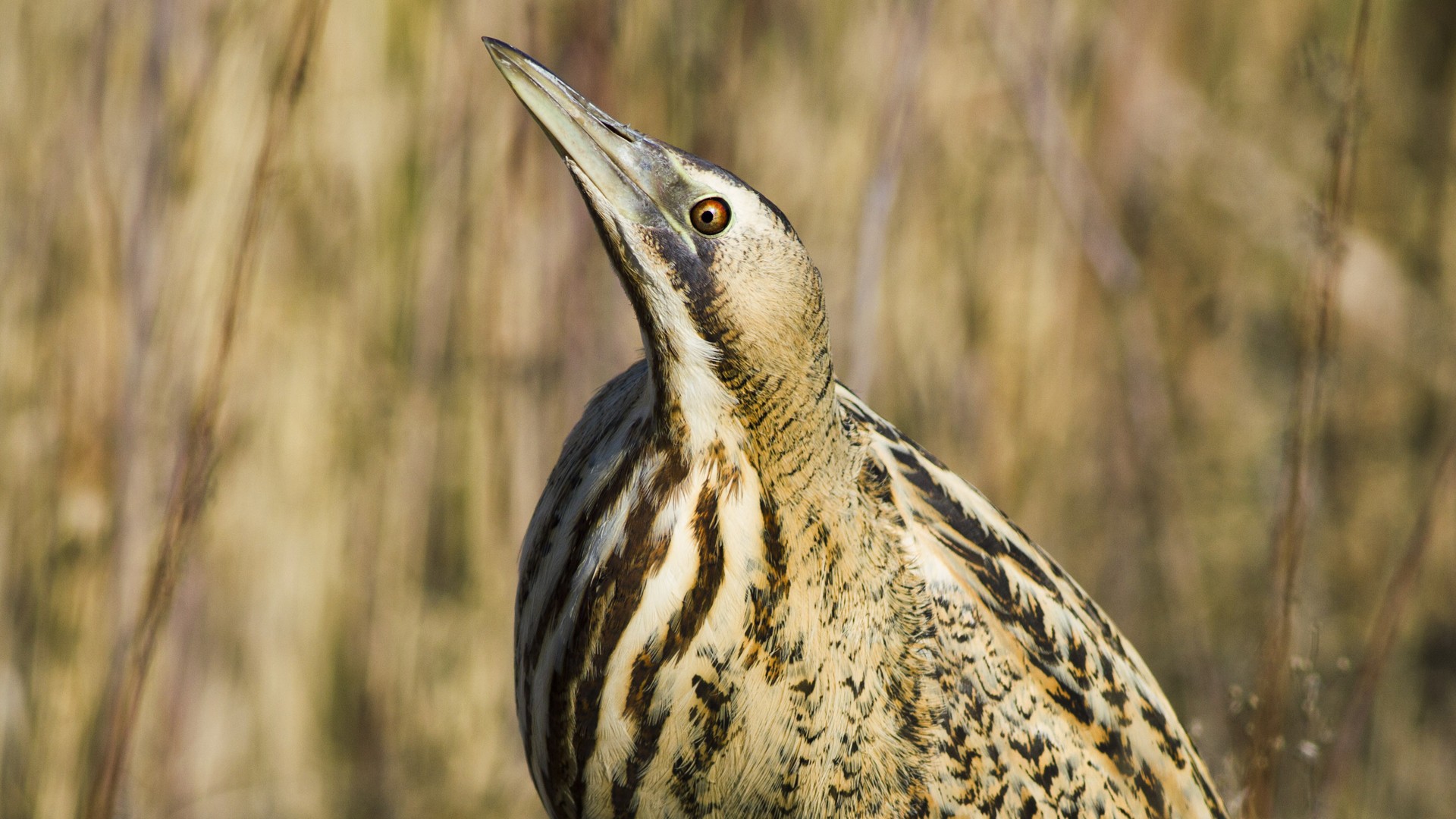 Balaban