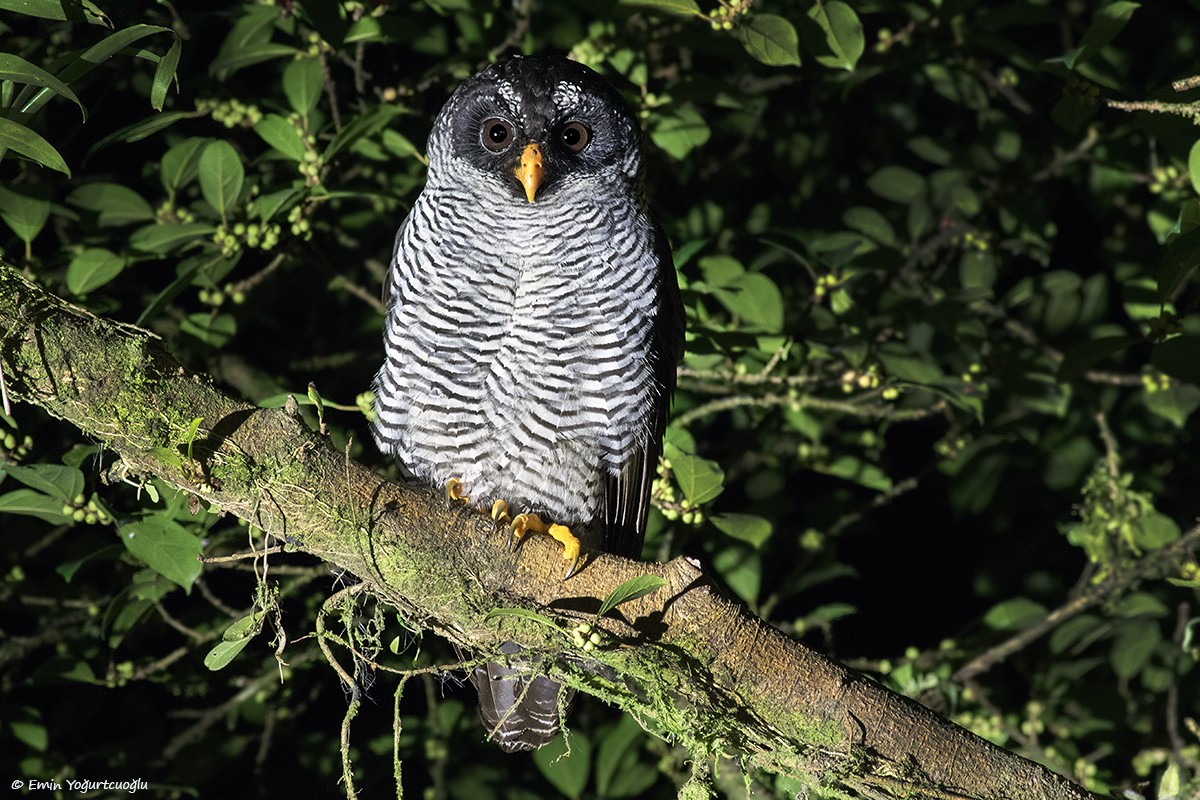 Black-and-white Owl