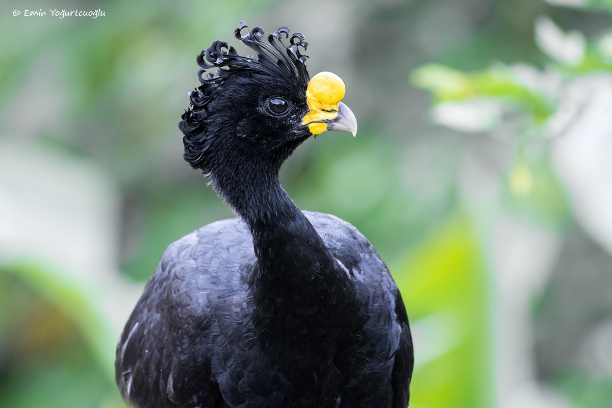 Great Curassow