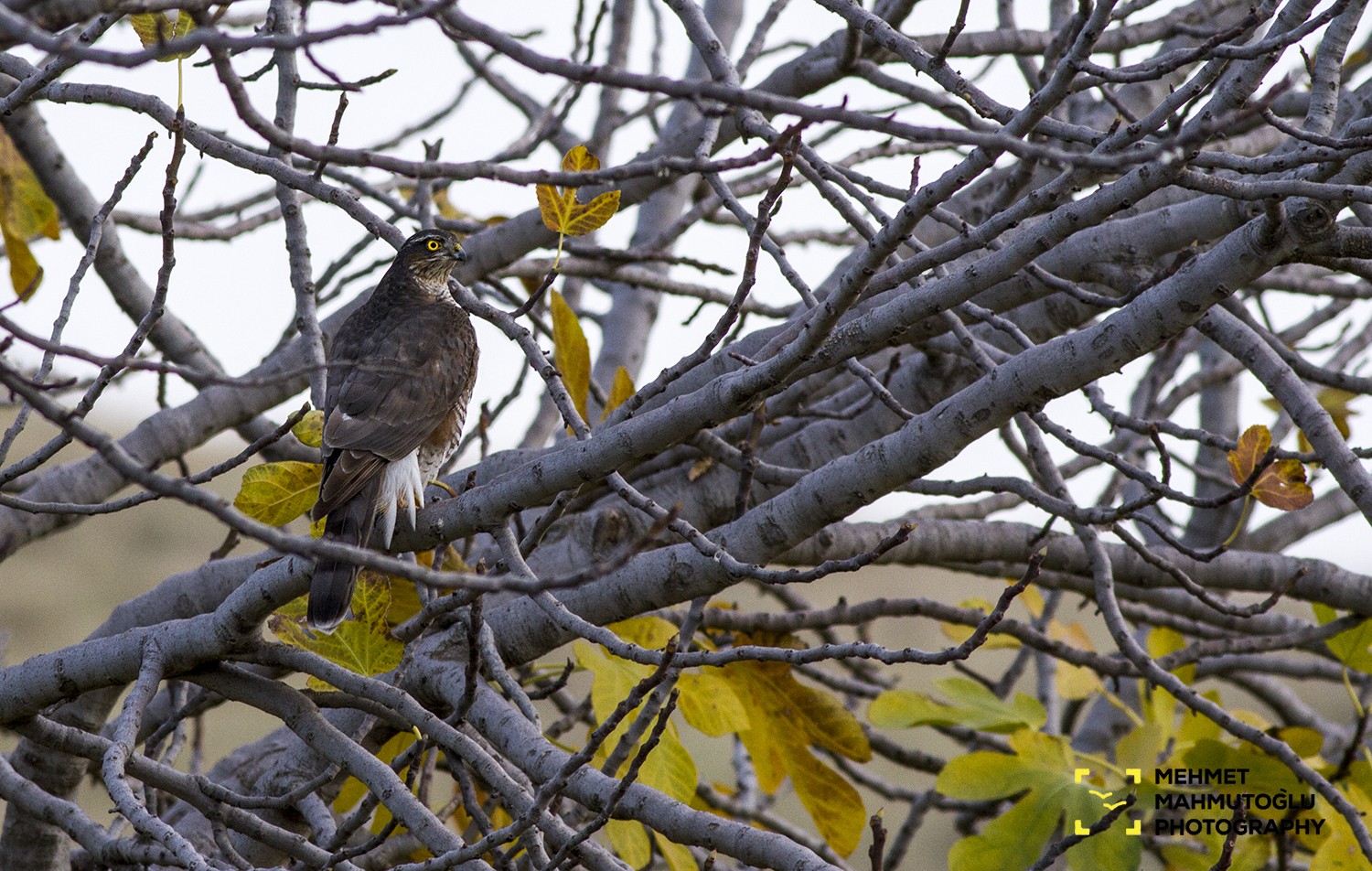 Atmaca