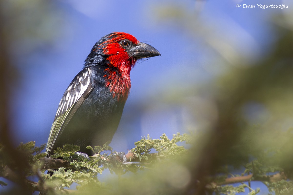 Black-billed Barbet