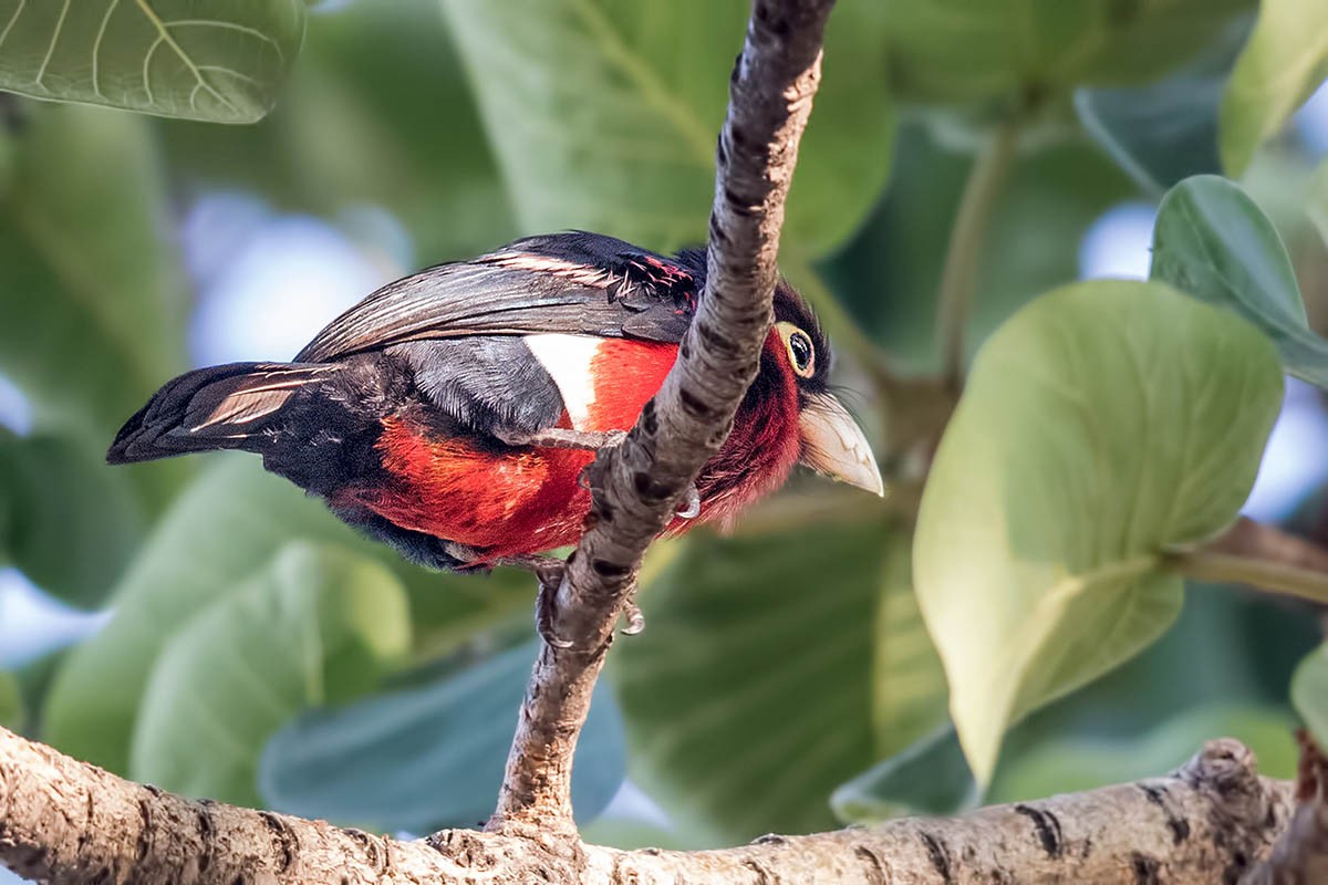 Double-toothed Barbet