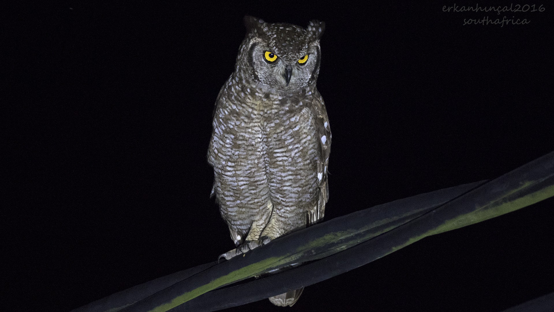 Spotted Eagle-owl