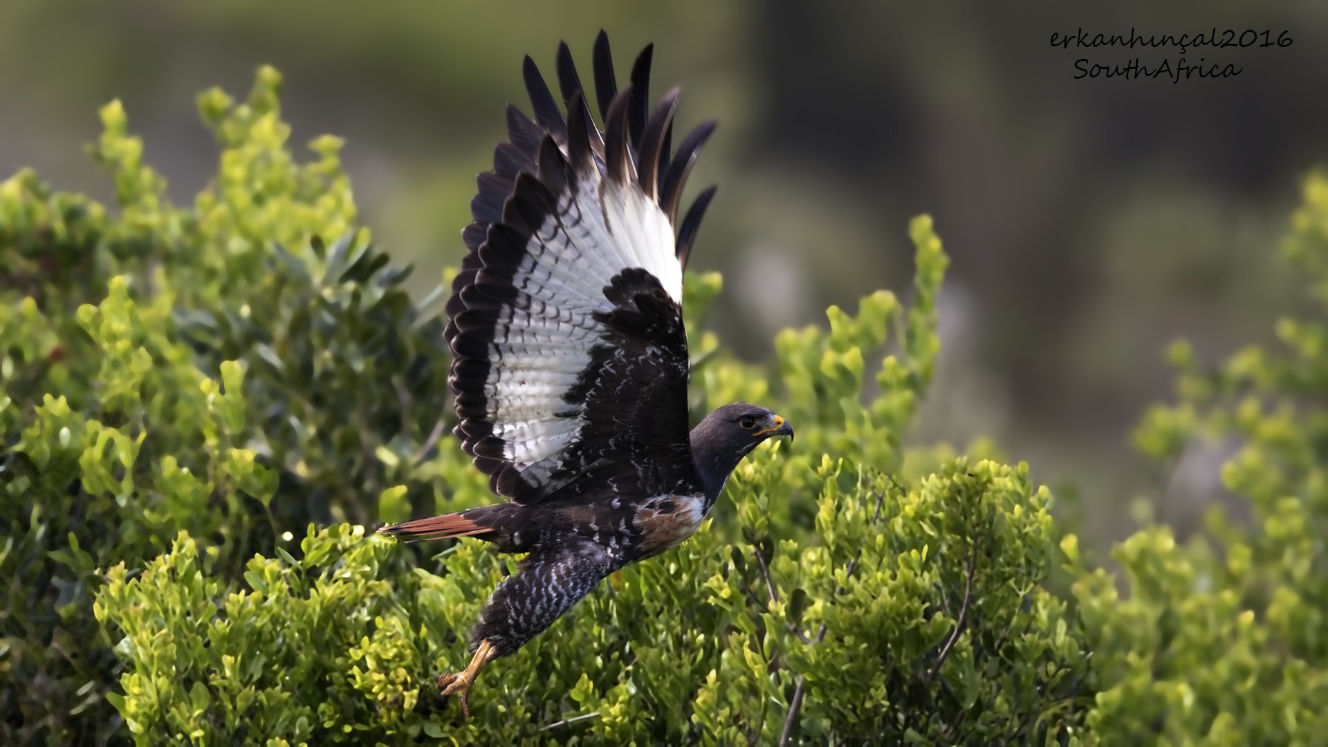 Jackal Buzzard