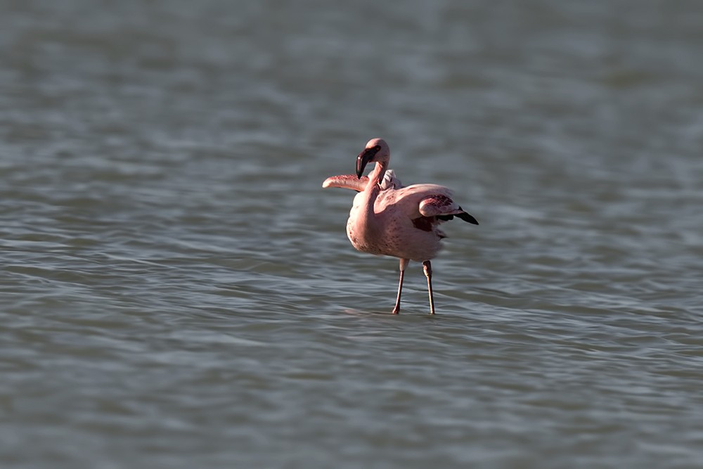 Küçük Flamingo