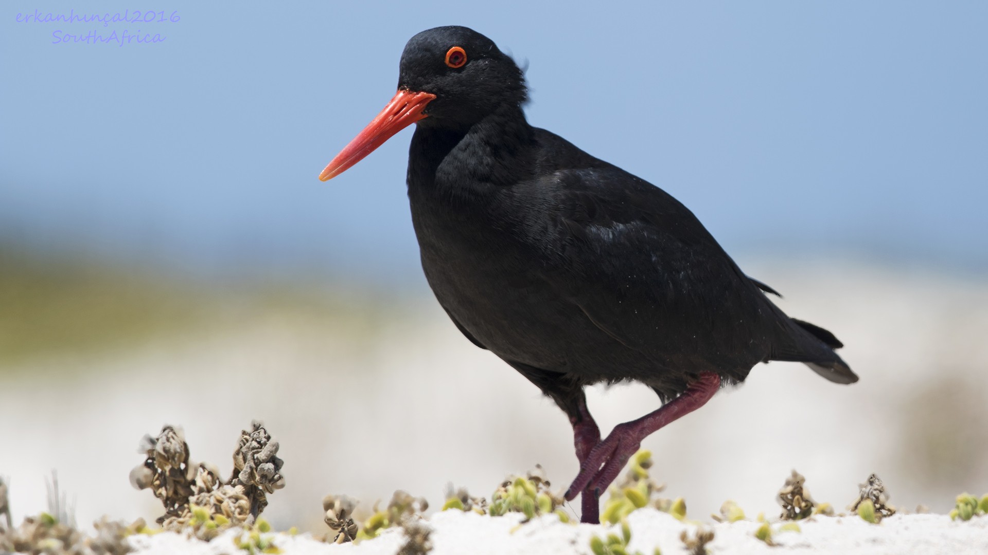 African Oystercatcher