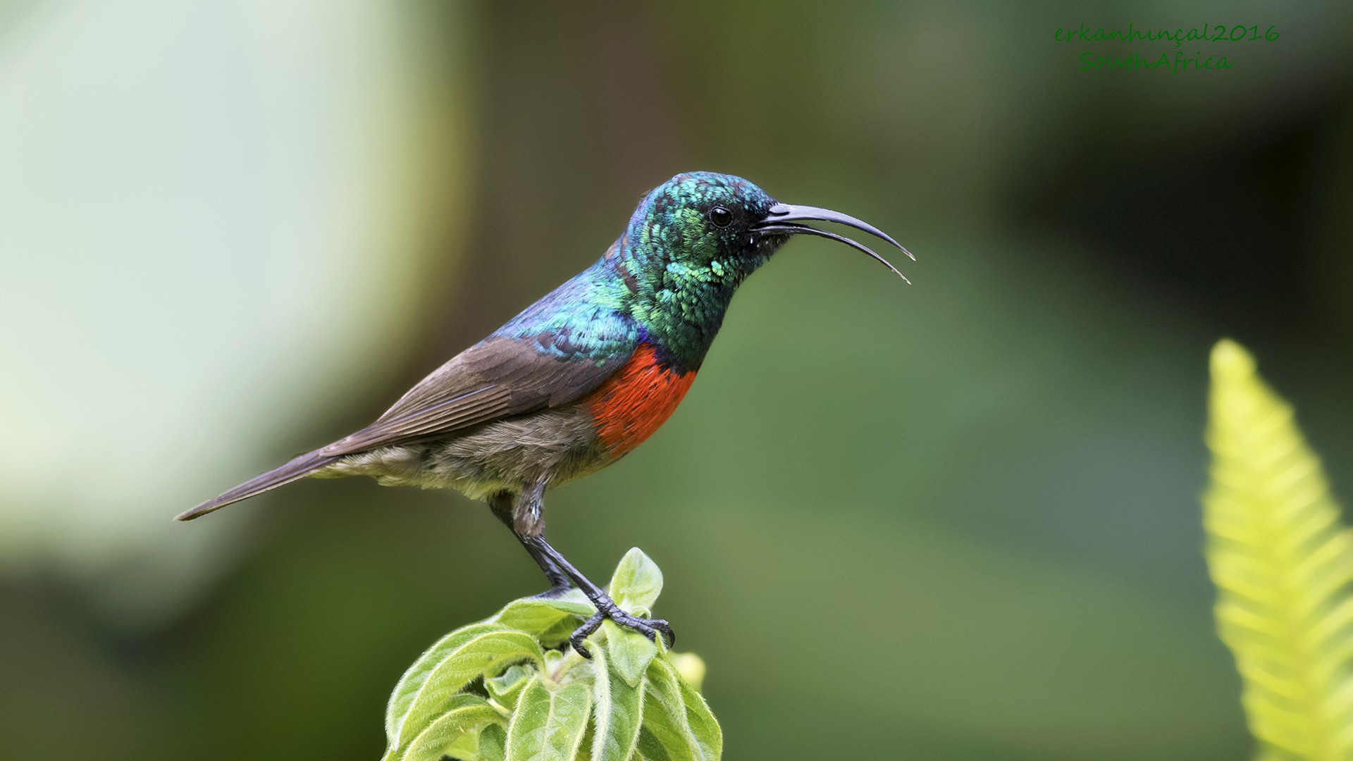Greater Double-collared Sunbird