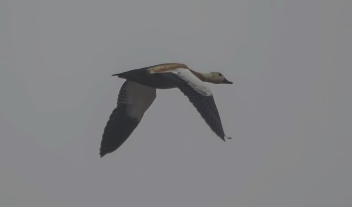 Angıt