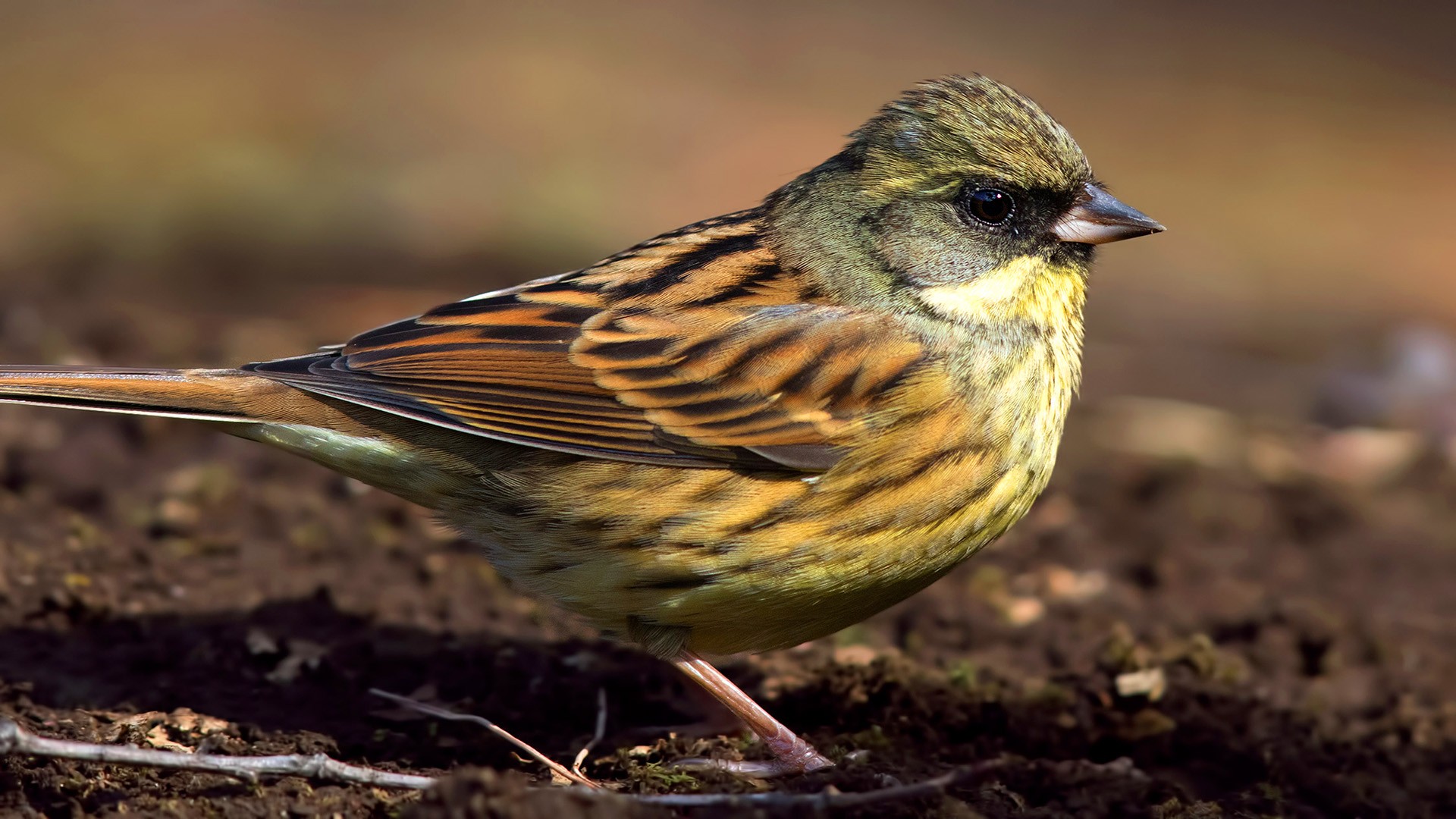 Black-faced Bunting