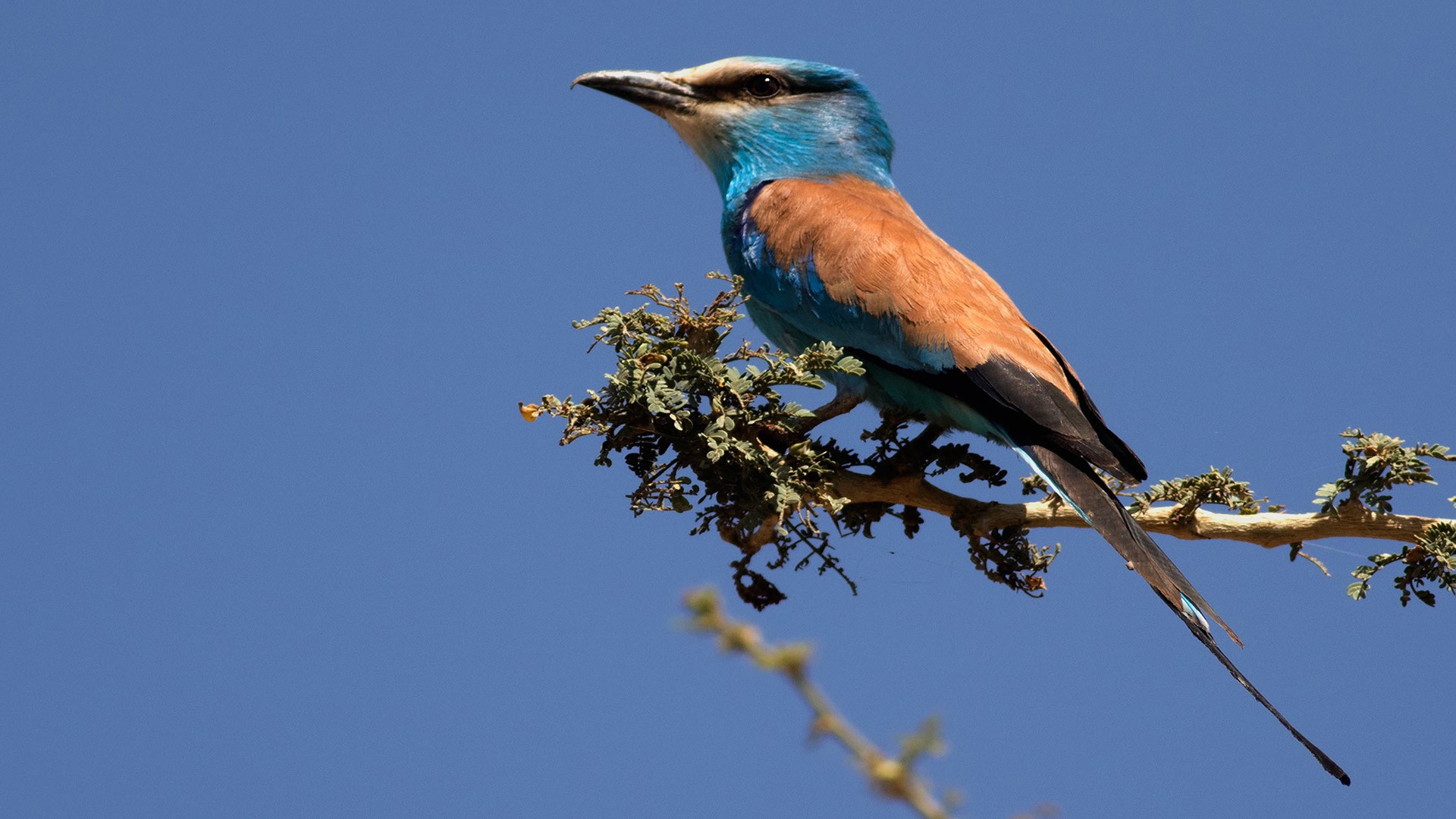 Abyssinian Roller