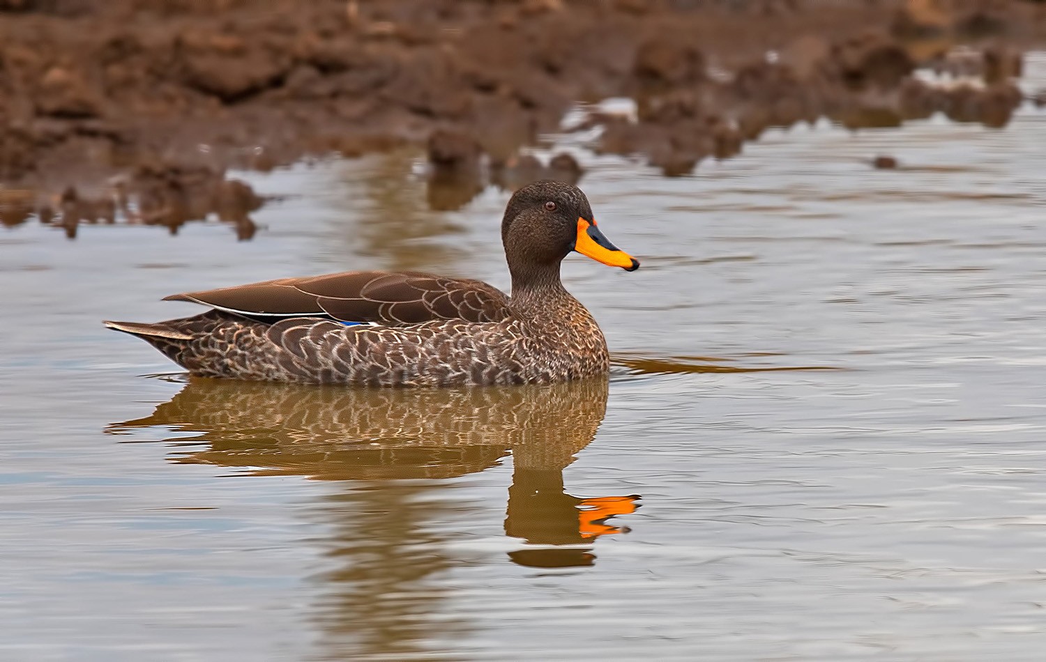 Yellow-billed Duck