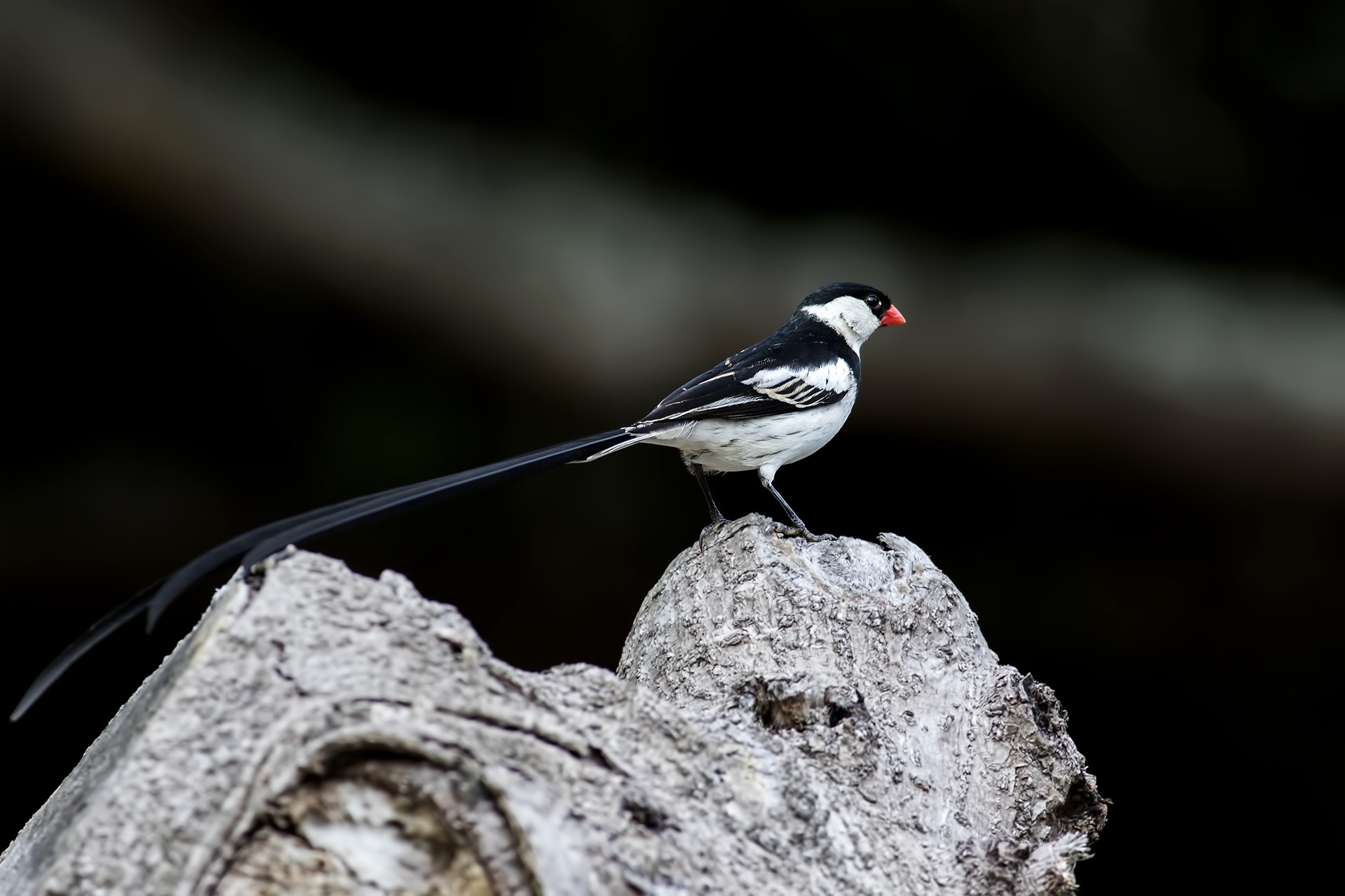 Pin-tailed Whydah