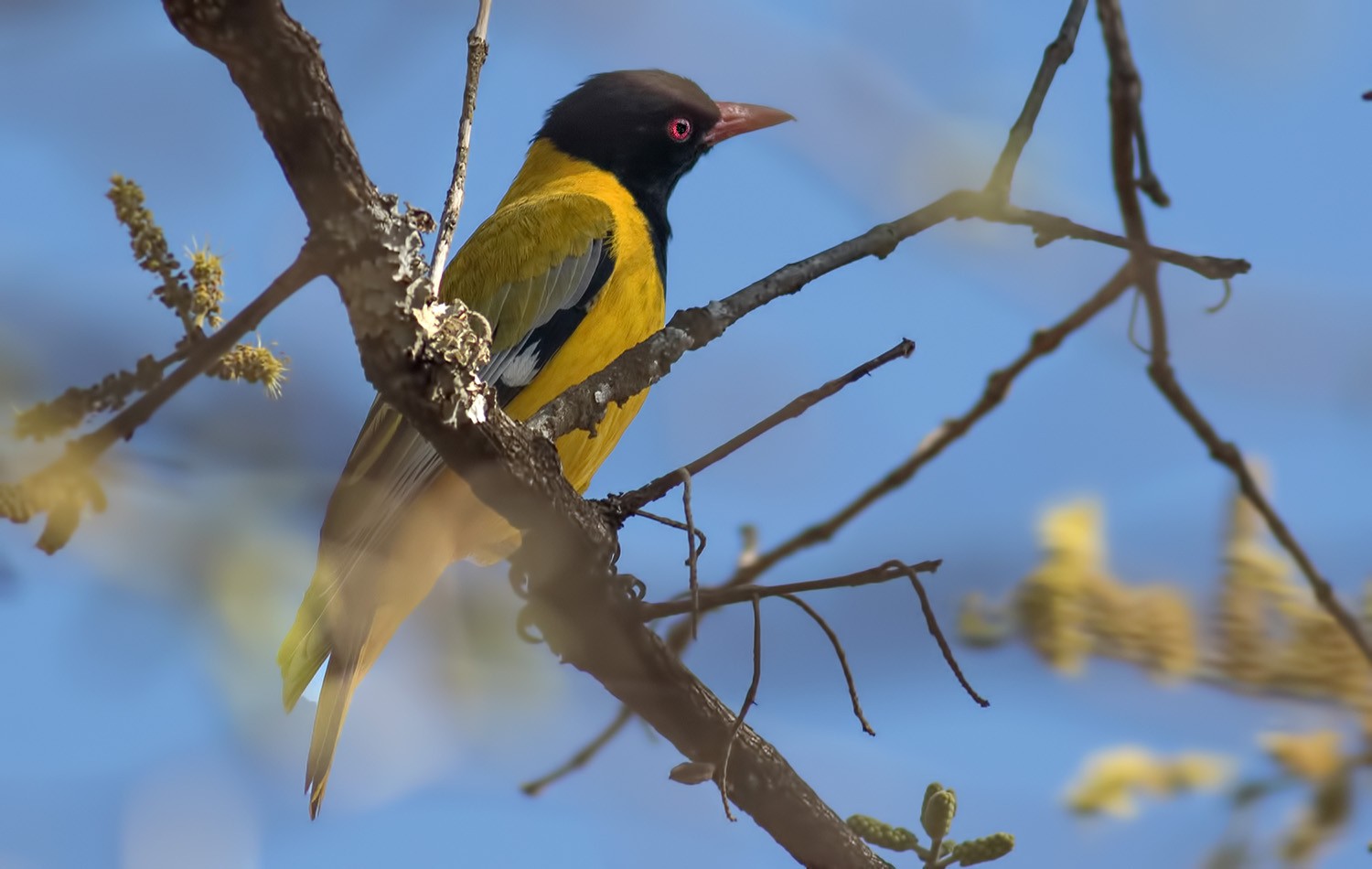 Eastern Black-headed Oriole