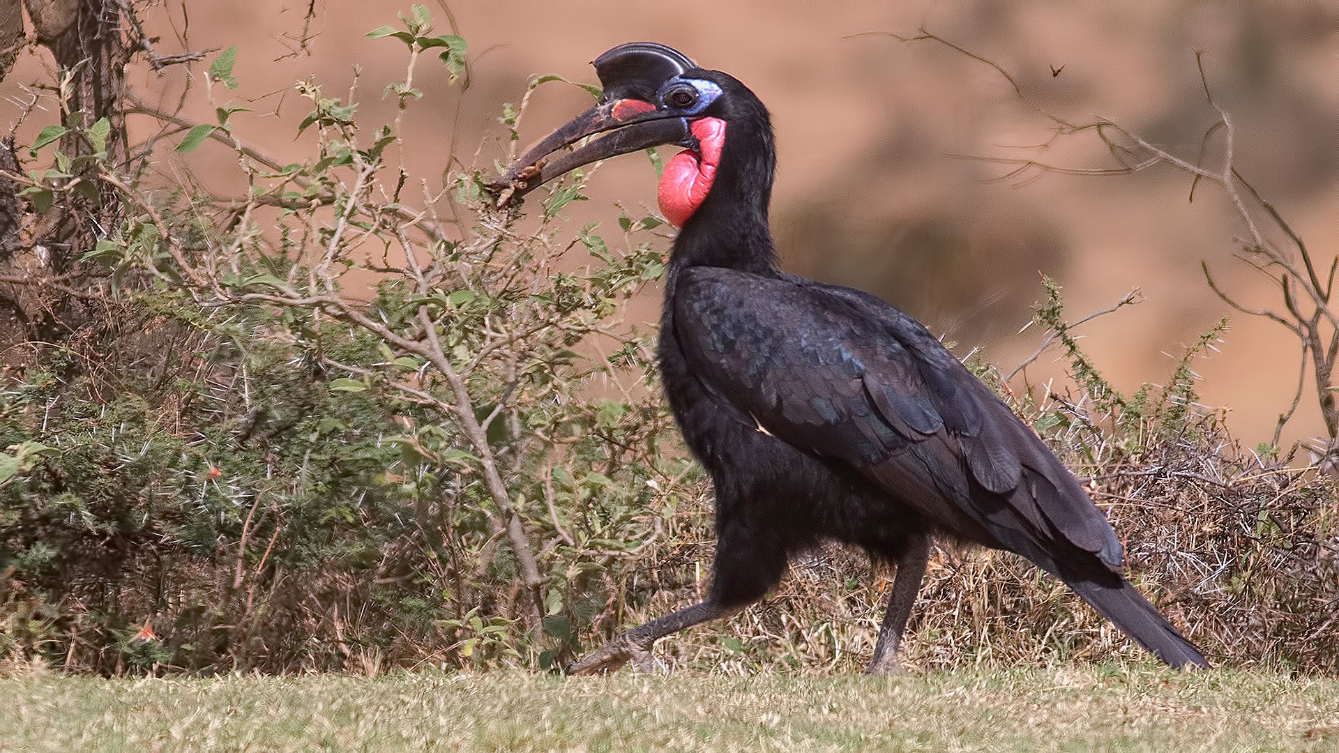 Northern Ground-hornbill
