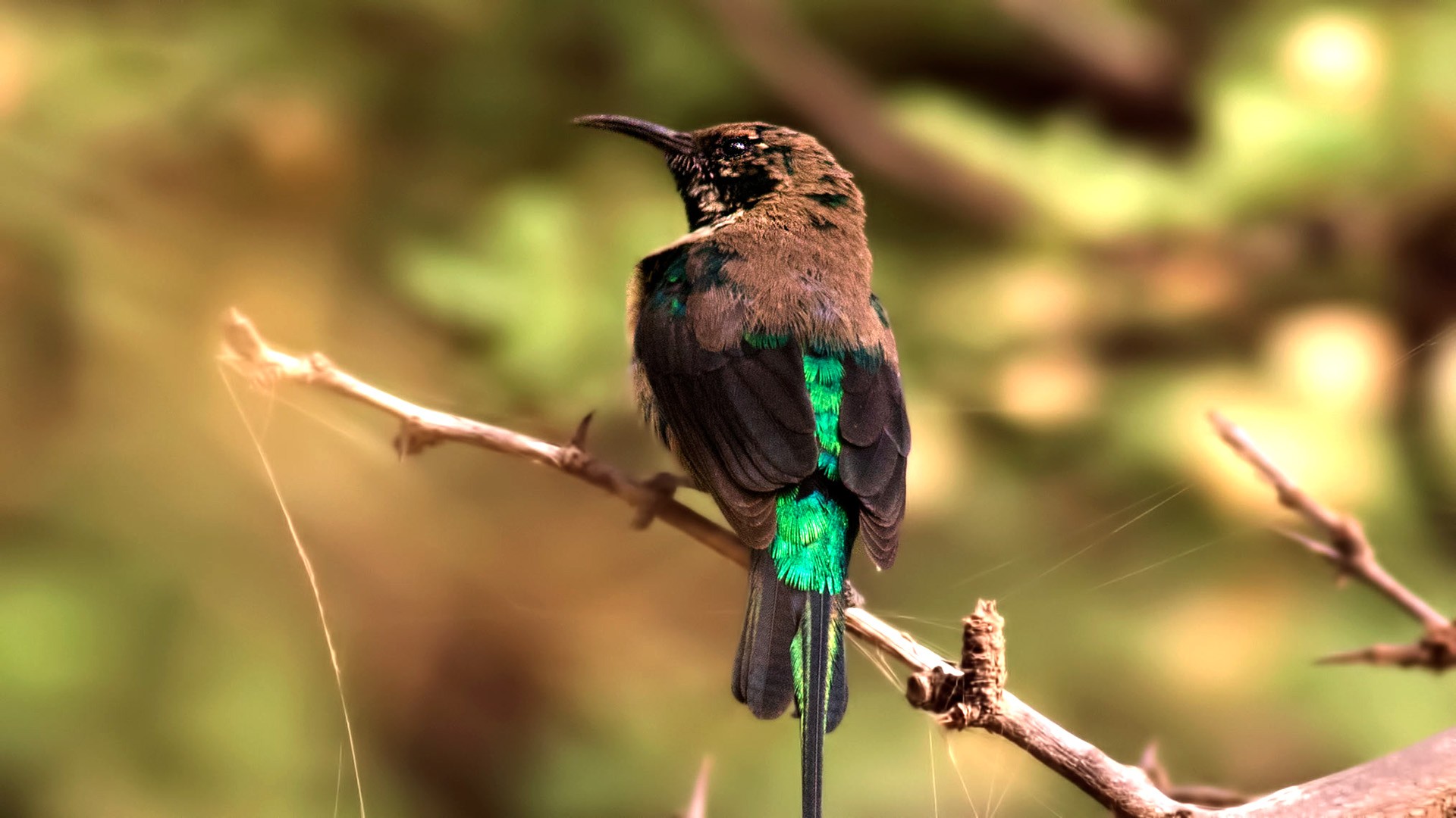 Beautiful Sunbird
