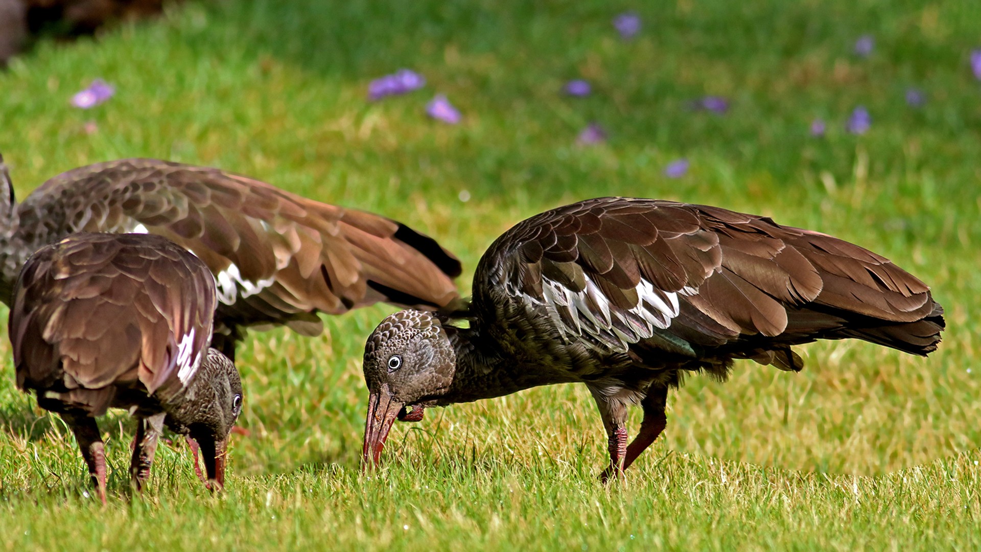 Wattled Ibis