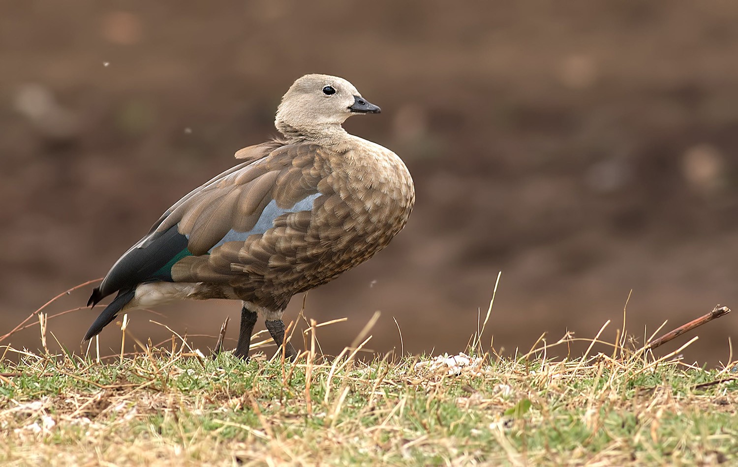 Blue-winged Goose