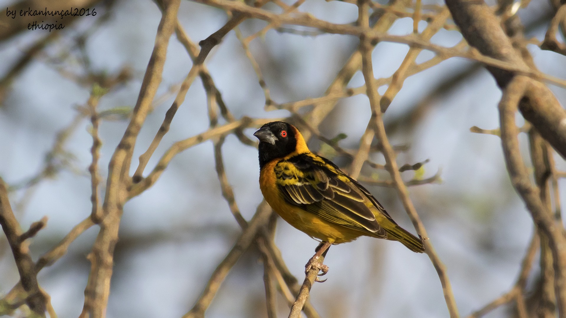 Village Weaver