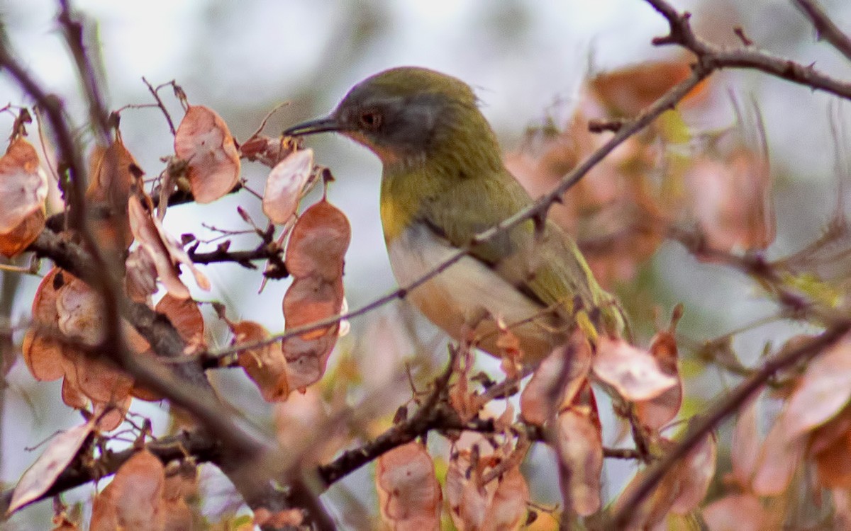 Yellow-breasted Apalis