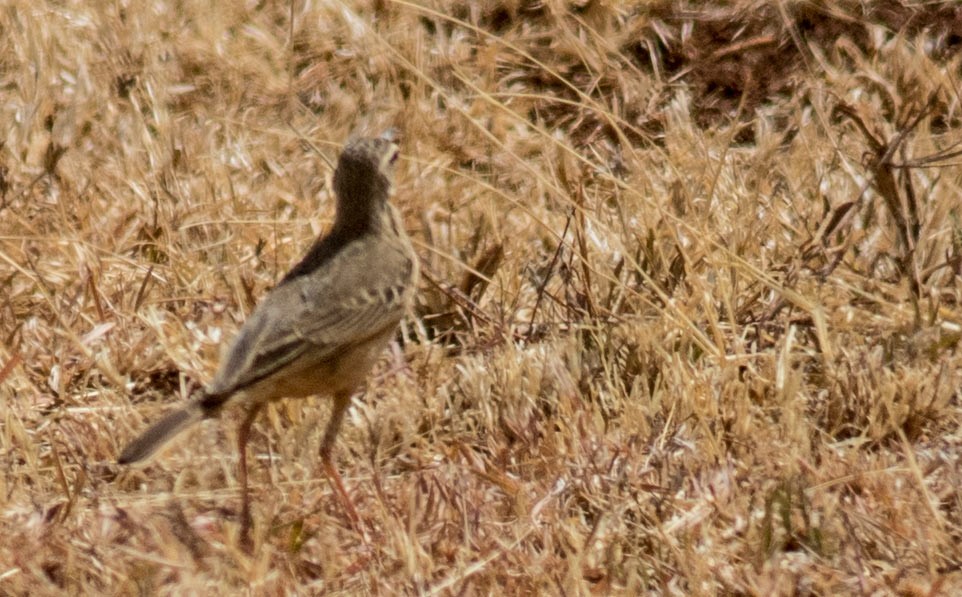 Long-billed Pipit