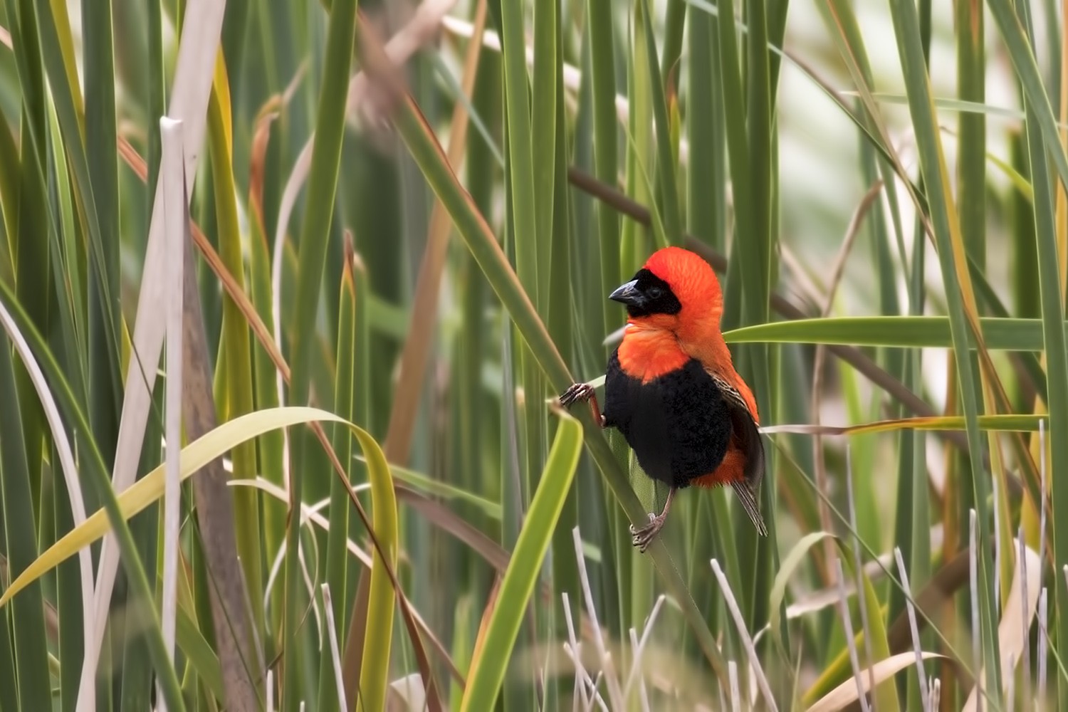 Southern Red Bishop