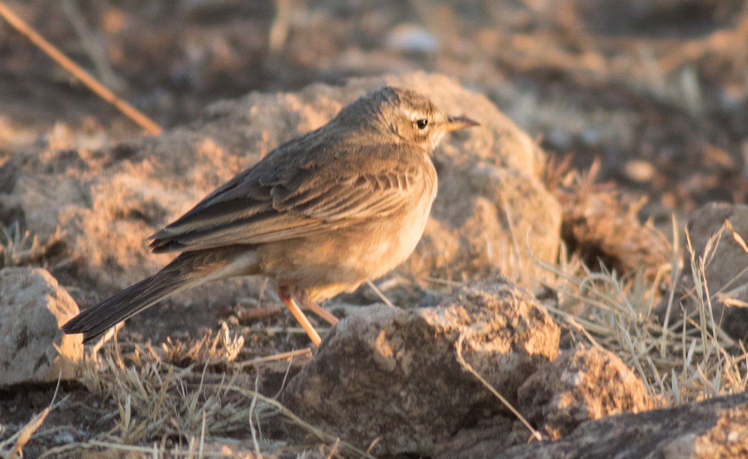 Plain-backed Pipit