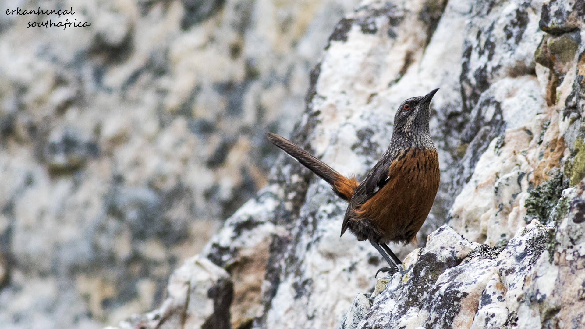 Cape Rockjumper