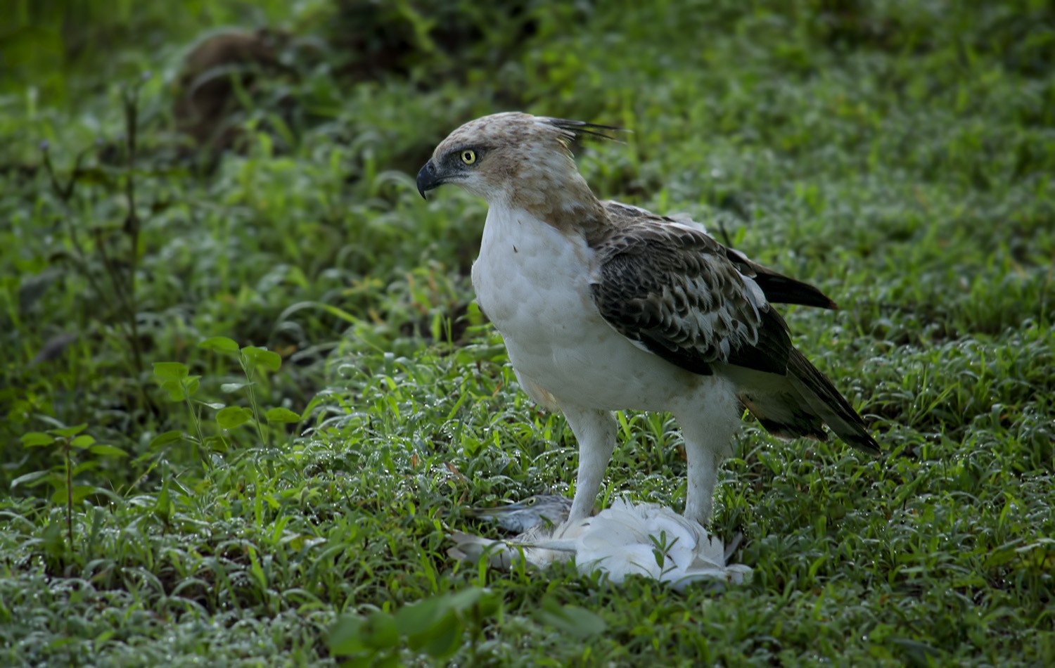 Changeable Hawk-eagle