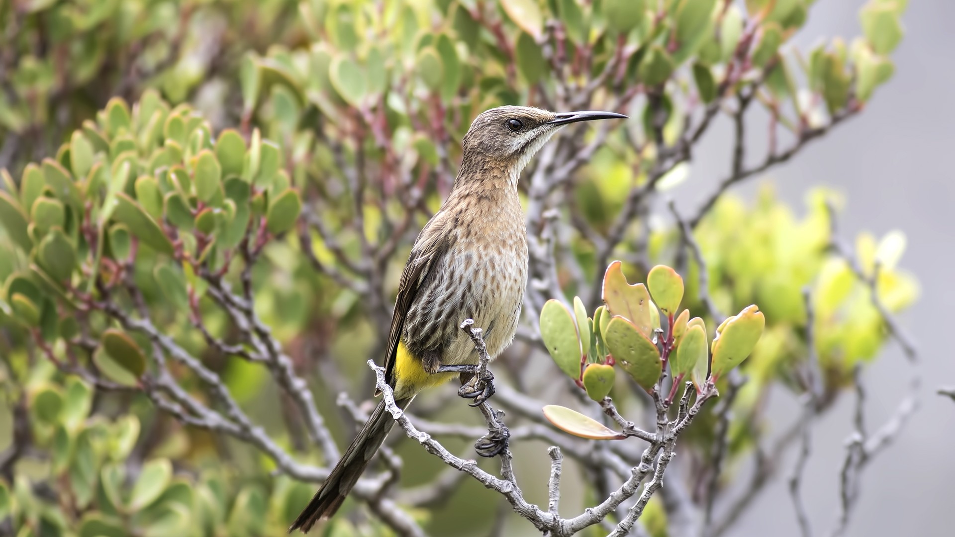 Cape Sugarbird