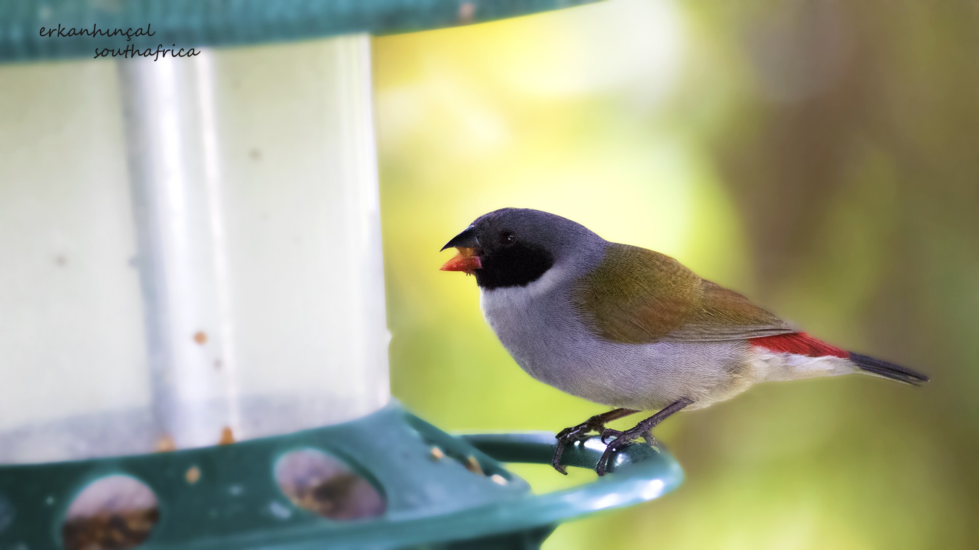 Swee Waxbill