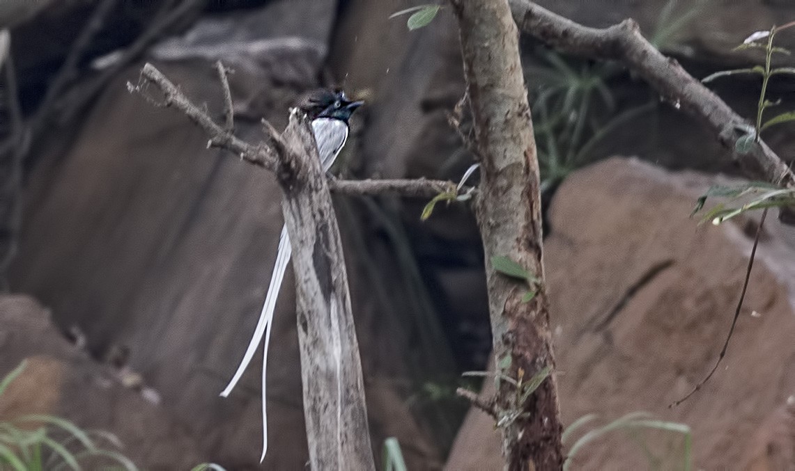 Asian Paradise-flycatcher