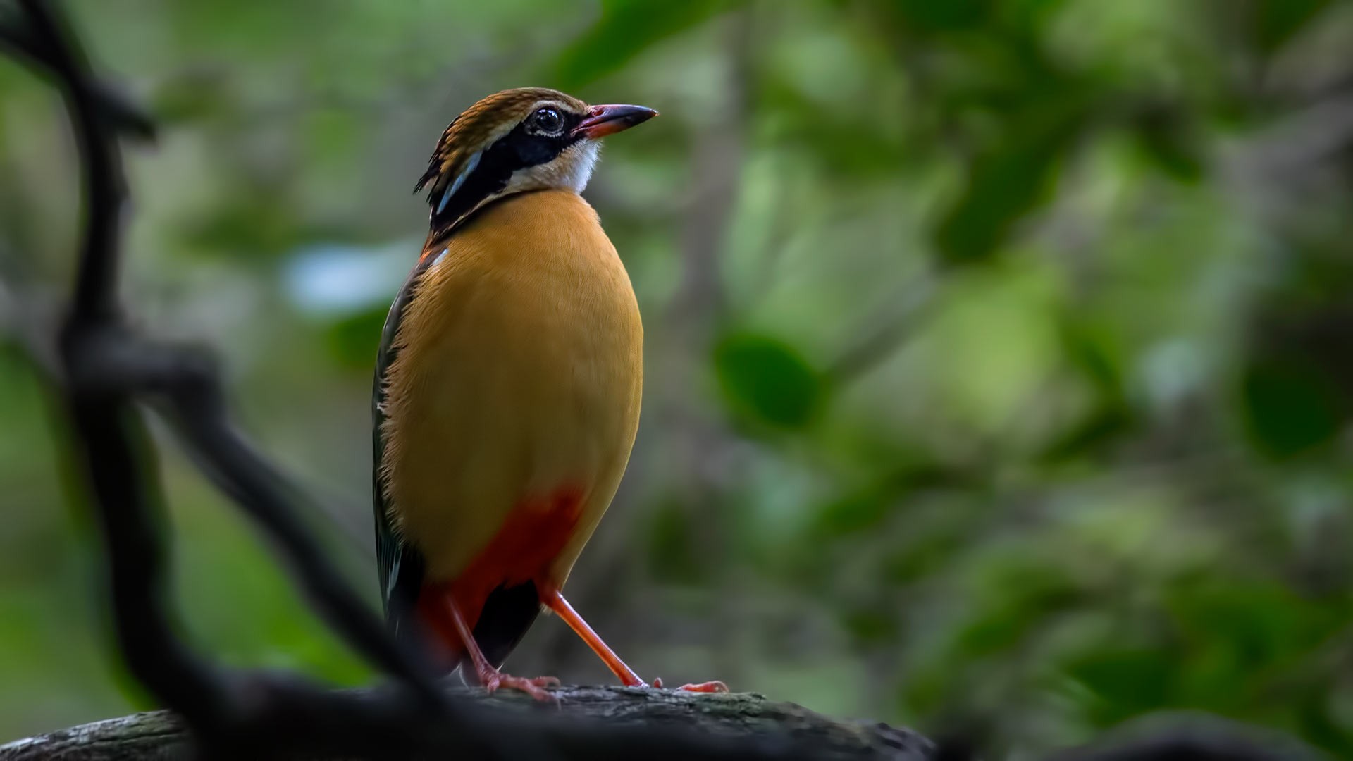 Indian Pitta