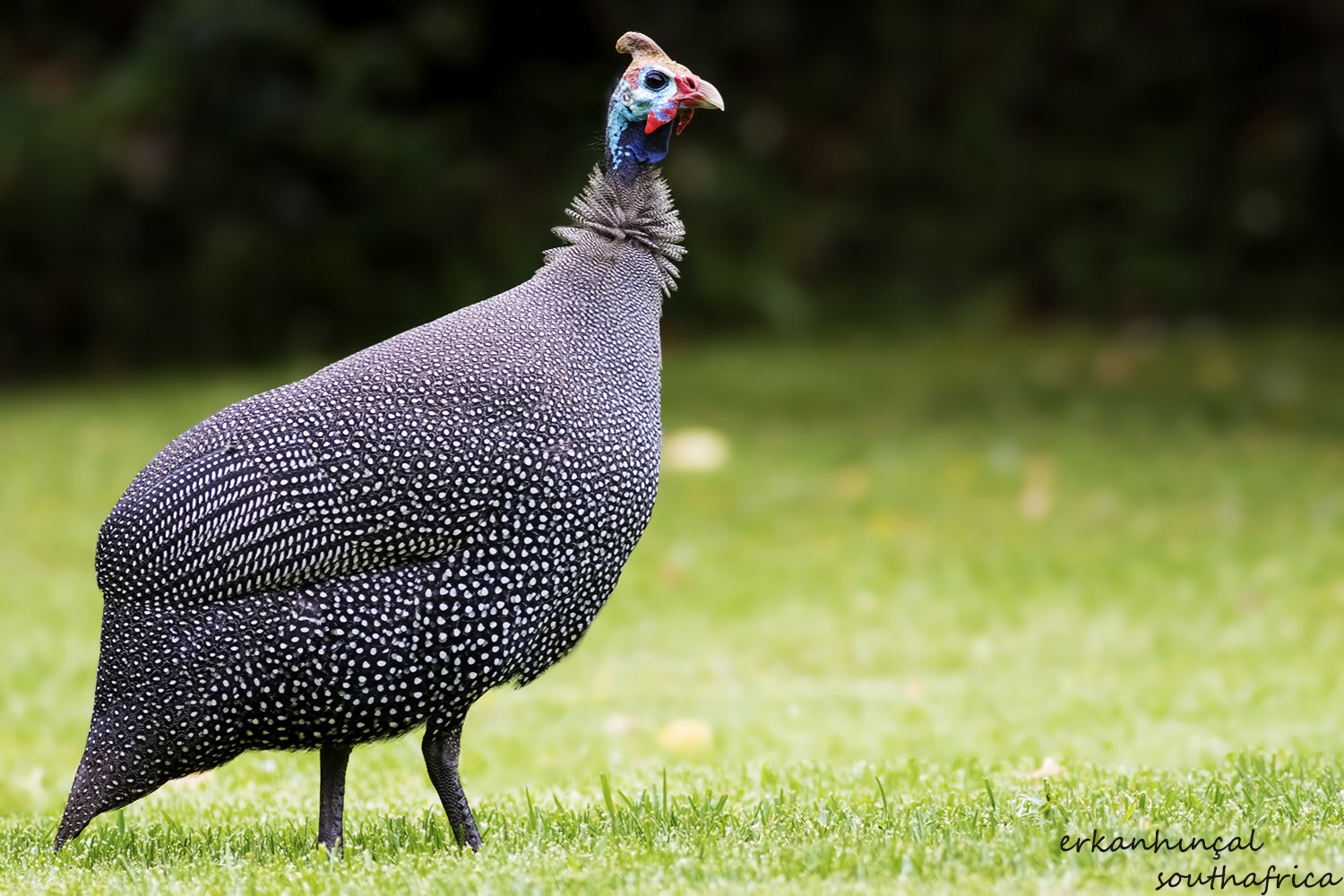 Helmeted Guineafowl