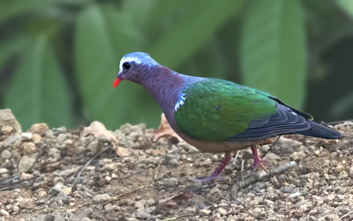 Grey-capped Emerald Dove