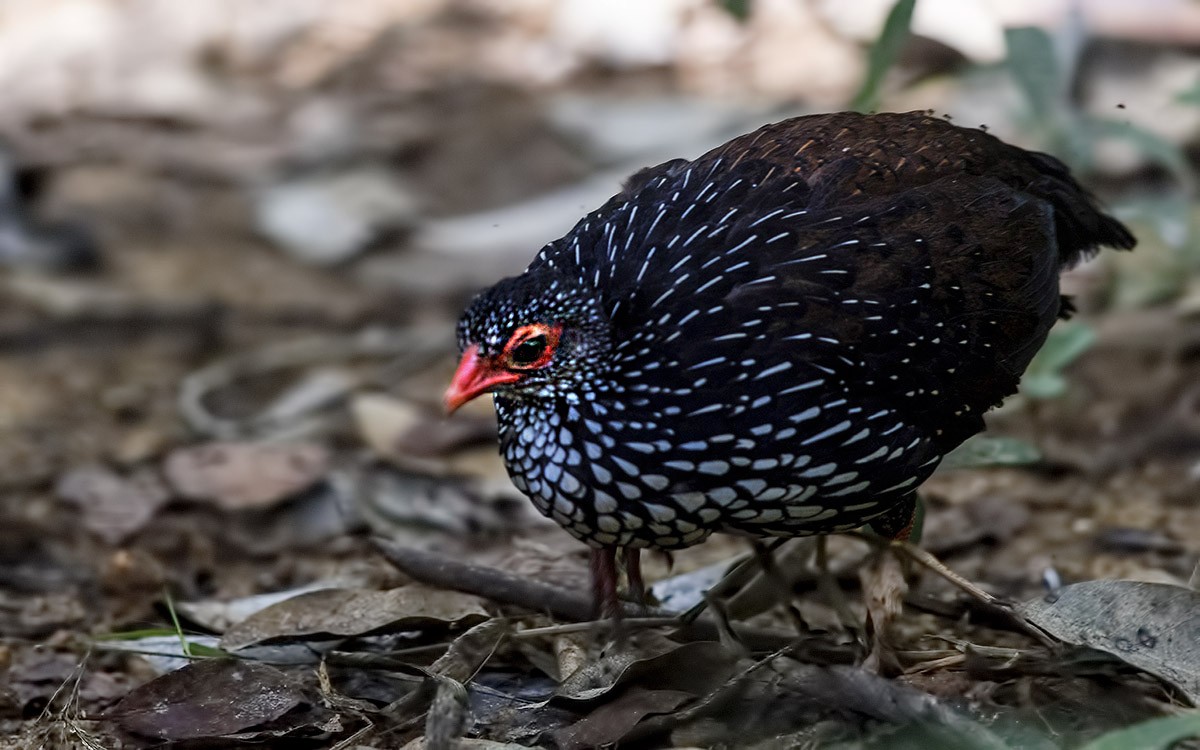 Sri Lanka Spurfowl