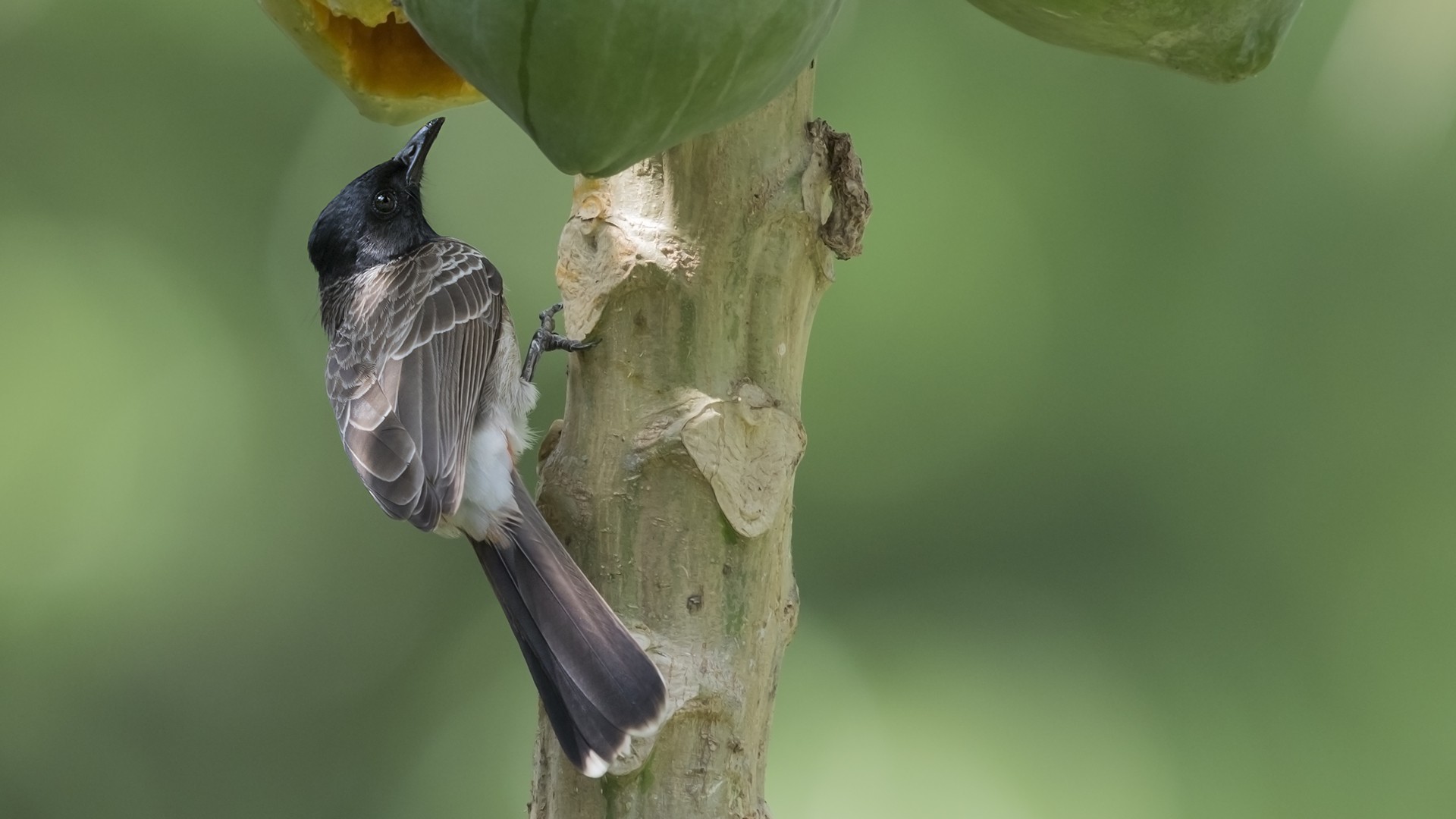 Red-vented Bulbul