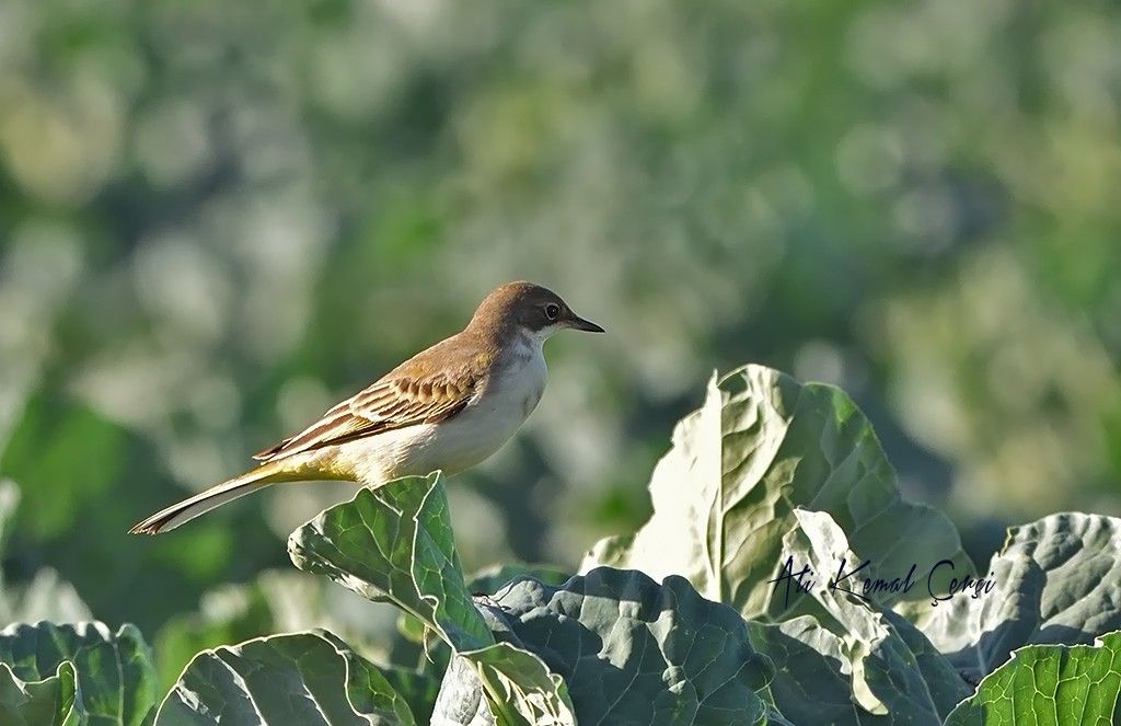 Sarı Kuyruksallayan