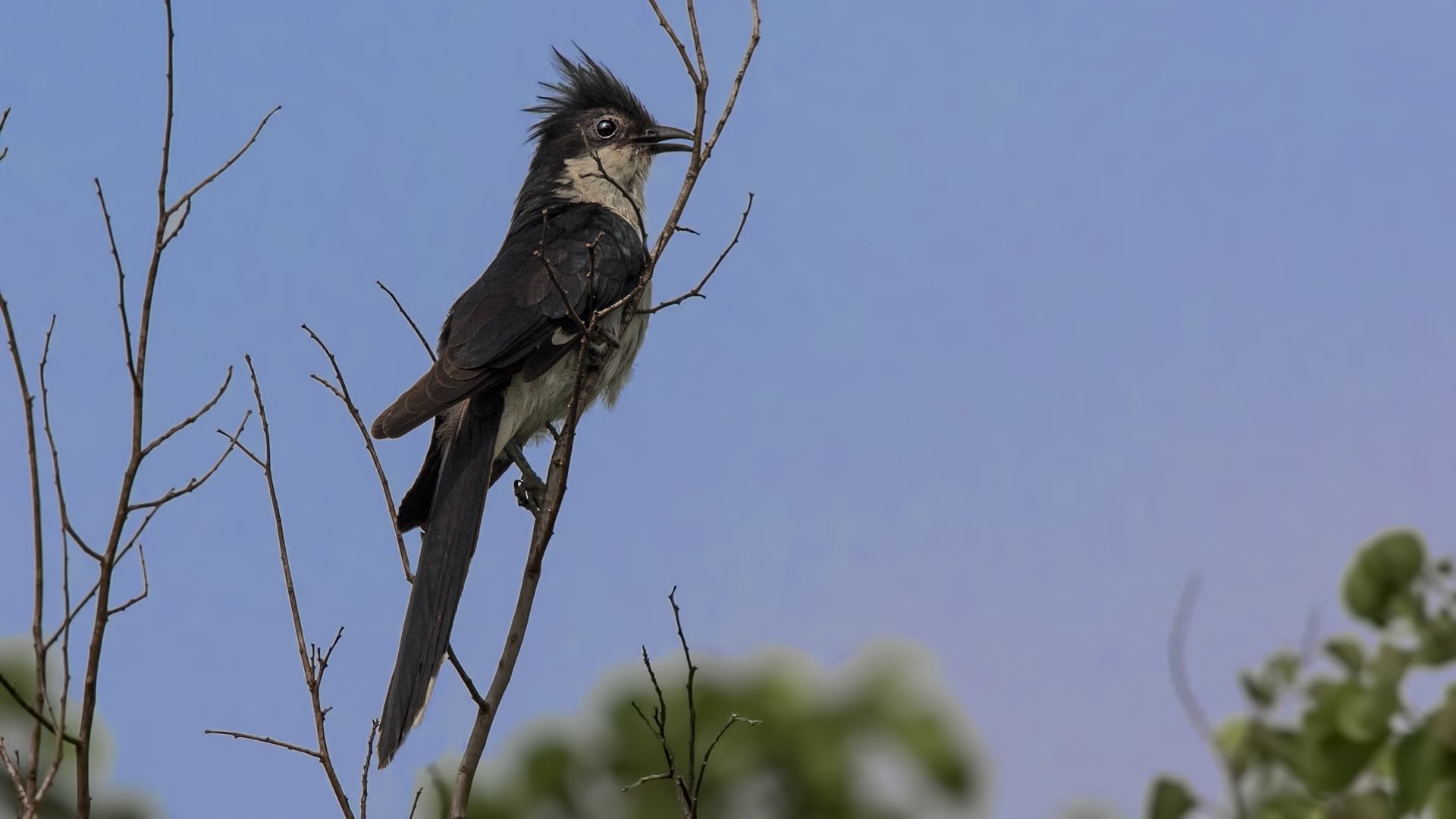 Jacobin Cuckoo