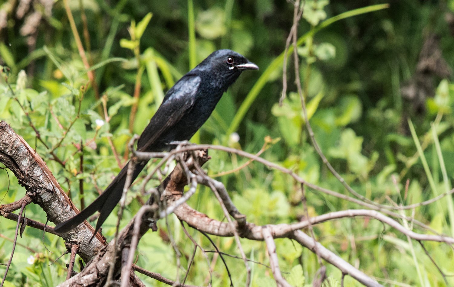 Black Drongo