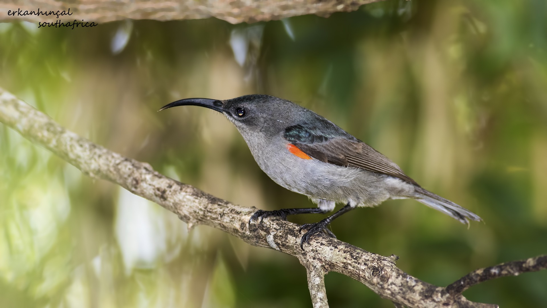 Mouse-coloured Sunbird