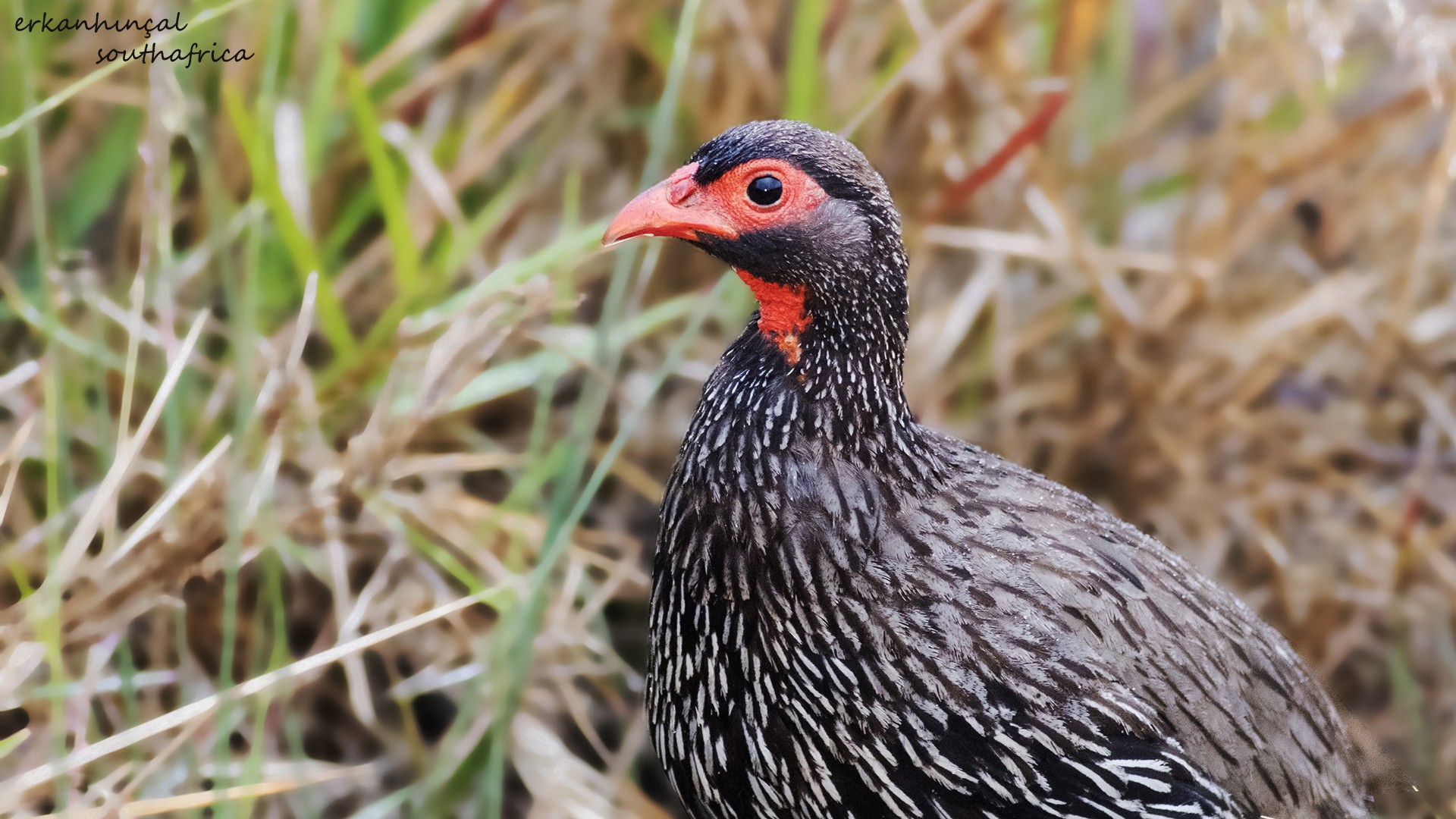Swainsonâ€™s Francolin